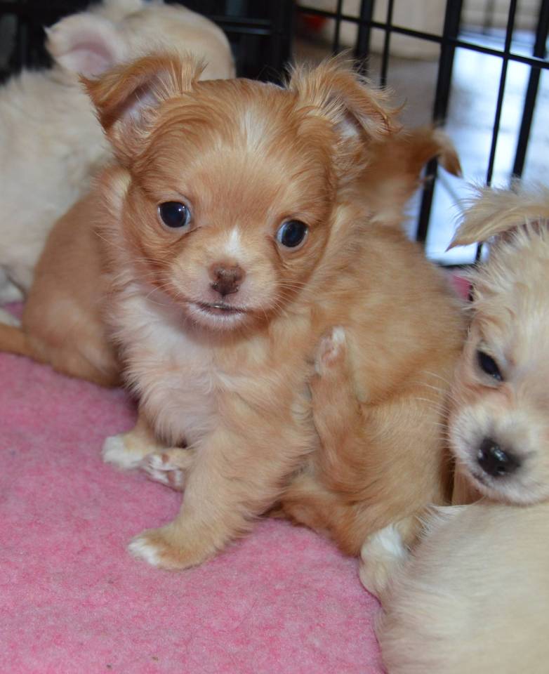 Adorable Chihuahua mâle lof