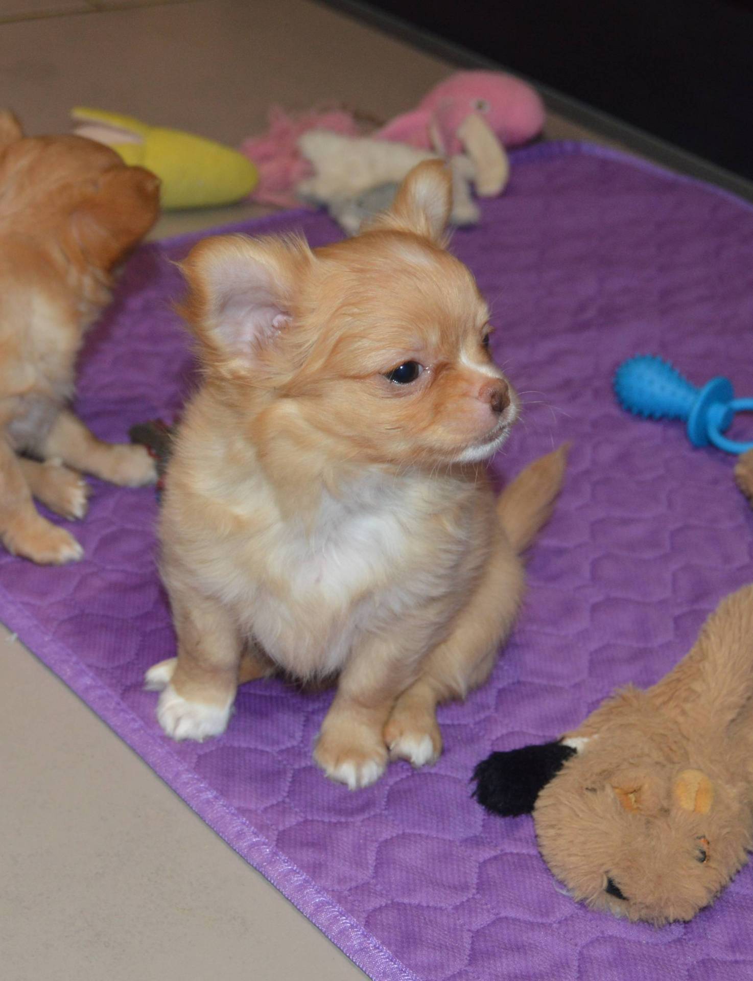 Adorable Chihuahua mâle lof septième