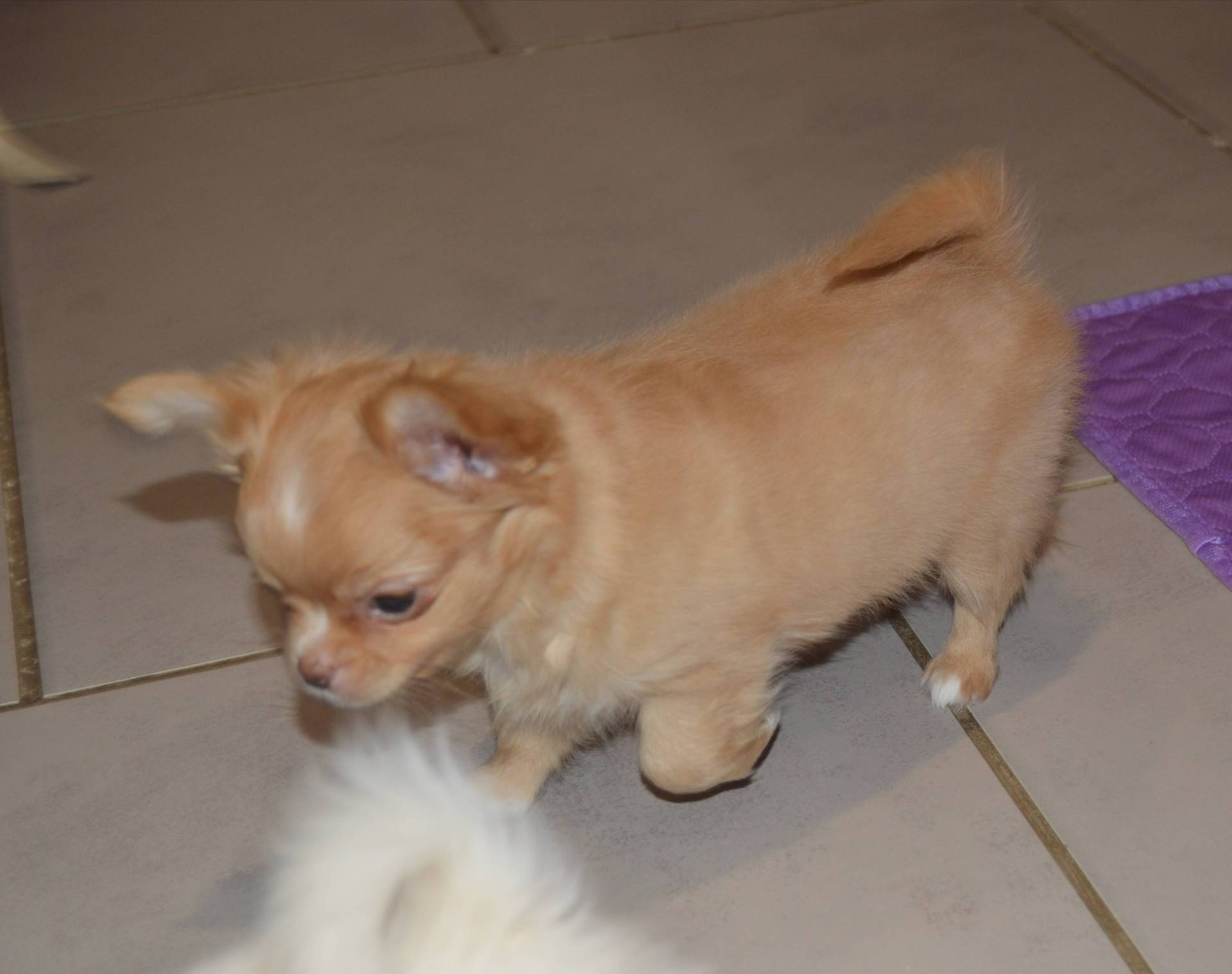 Adorable Chihuahua mâle lof neuvième