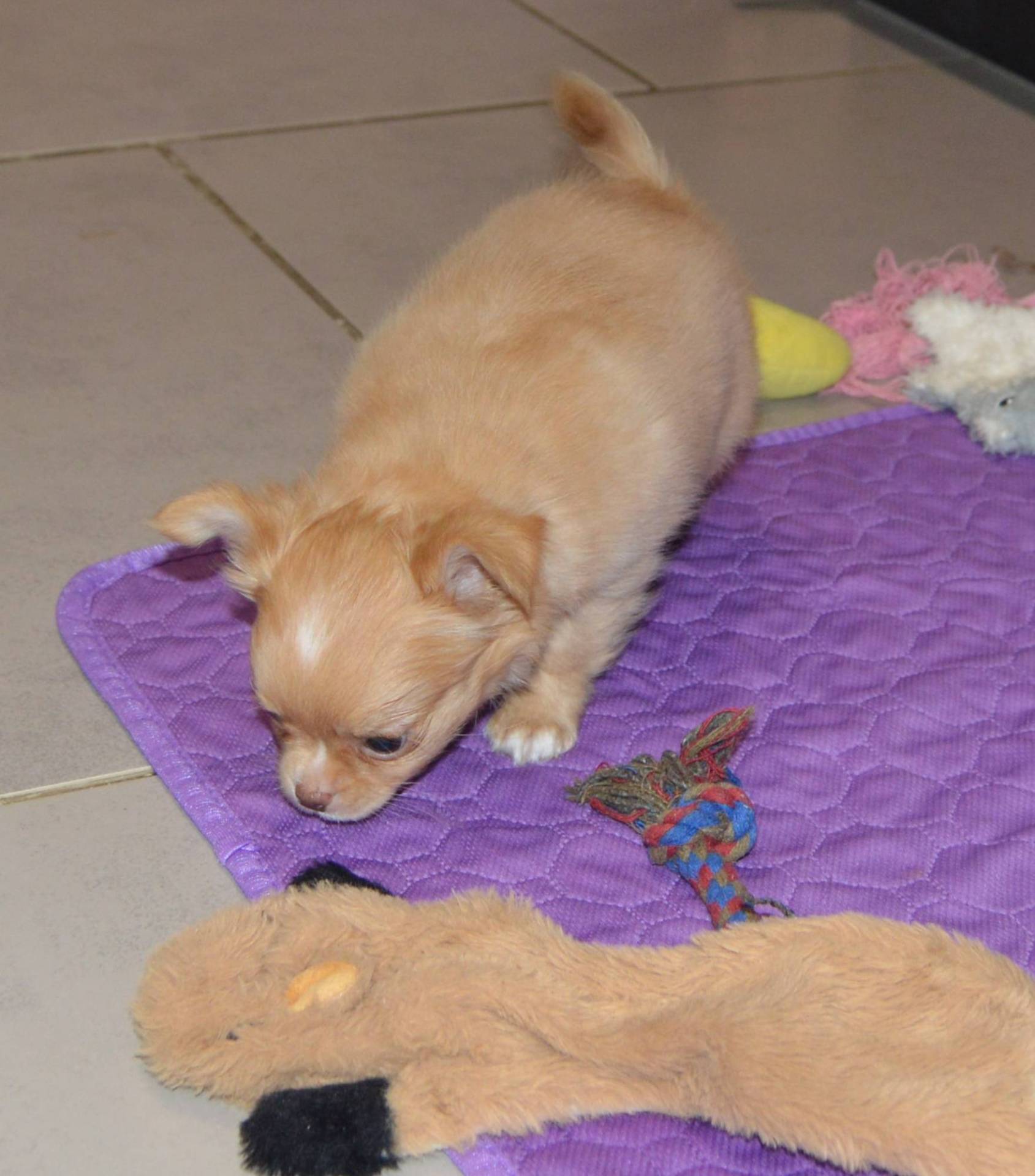 Adorable Chihuahua mâle lof quatrième