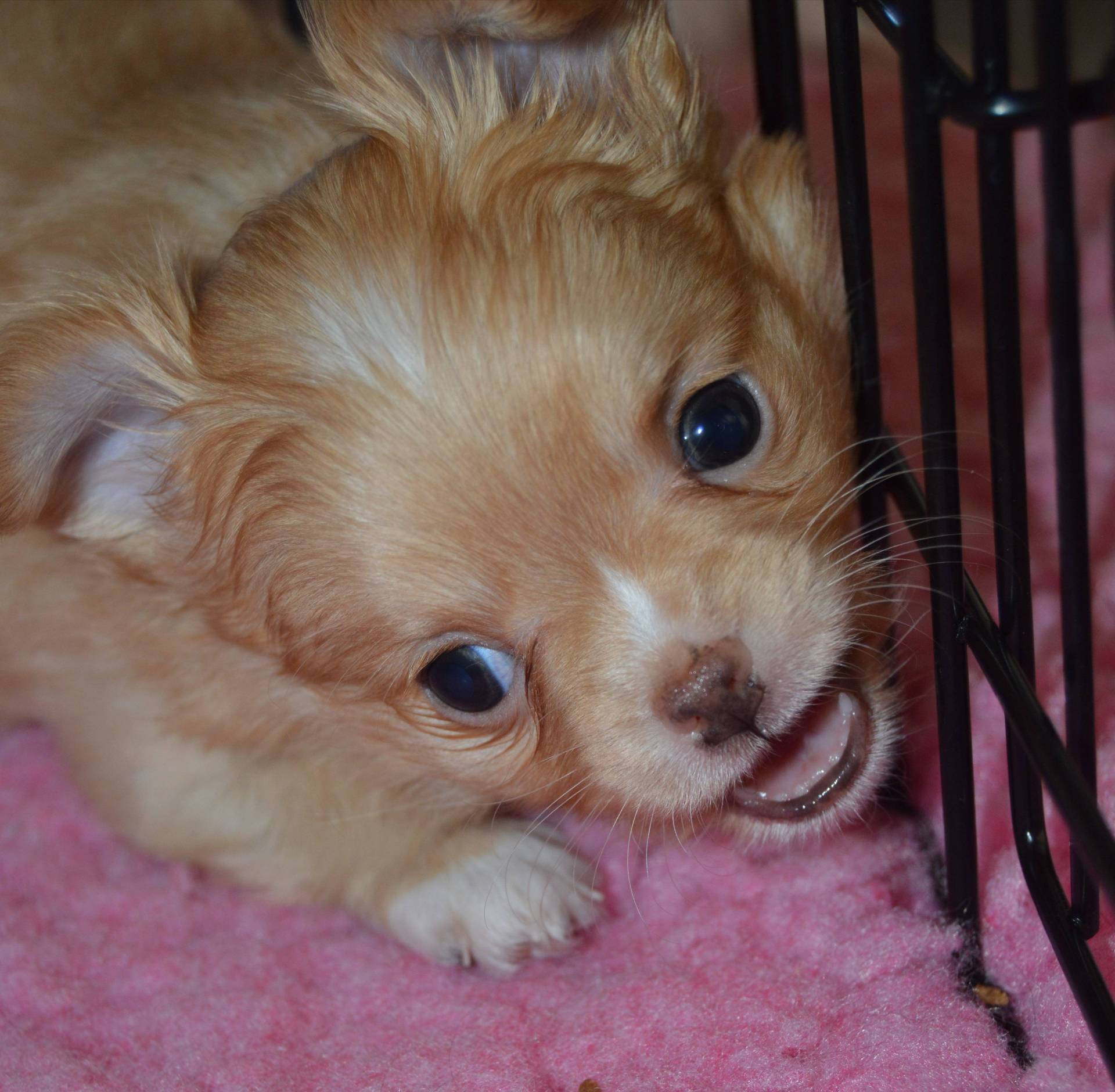 Adorable Chihuahua mâle lof troisième