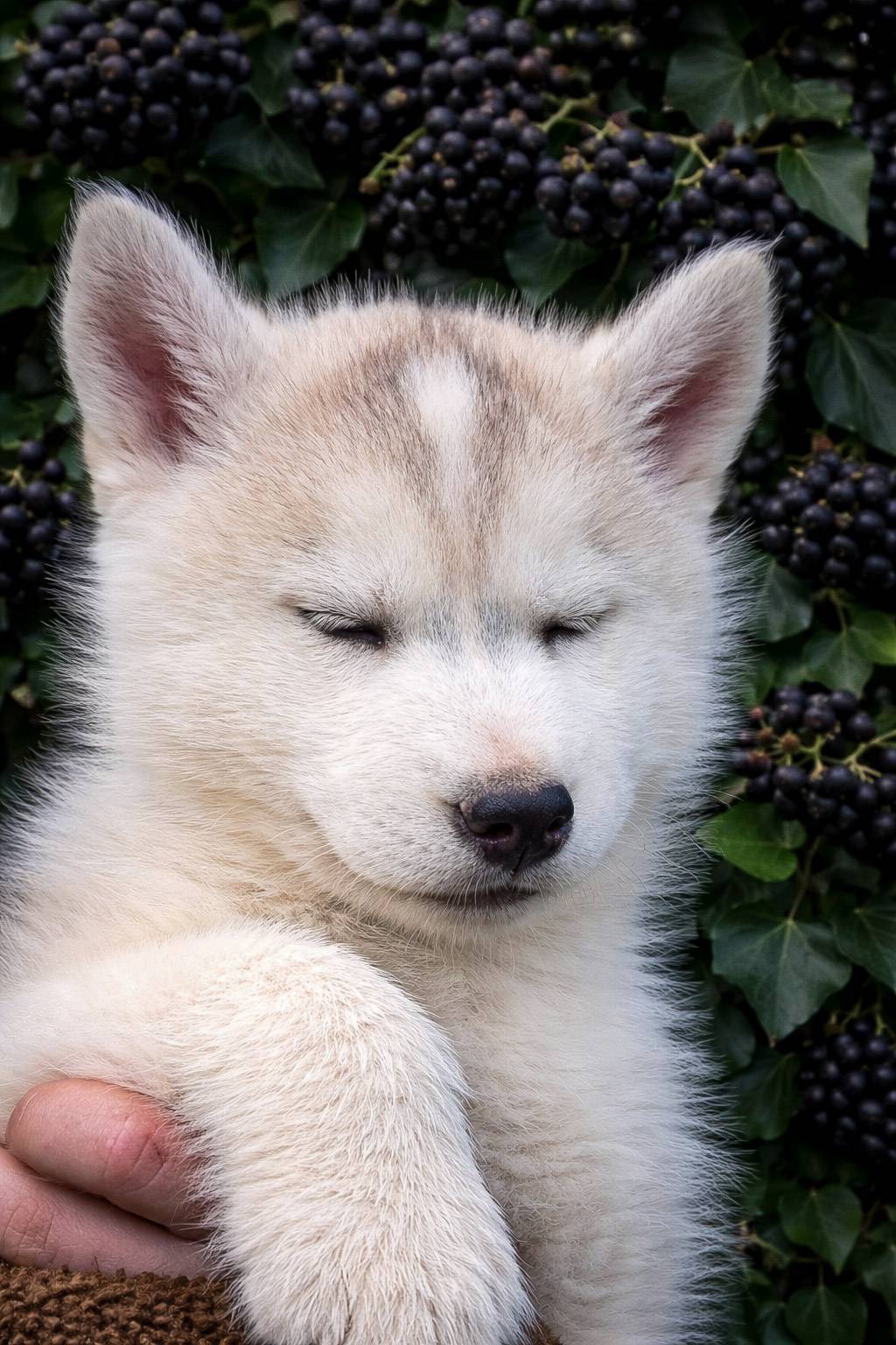 Chiot husky sibérien lof  quatrième