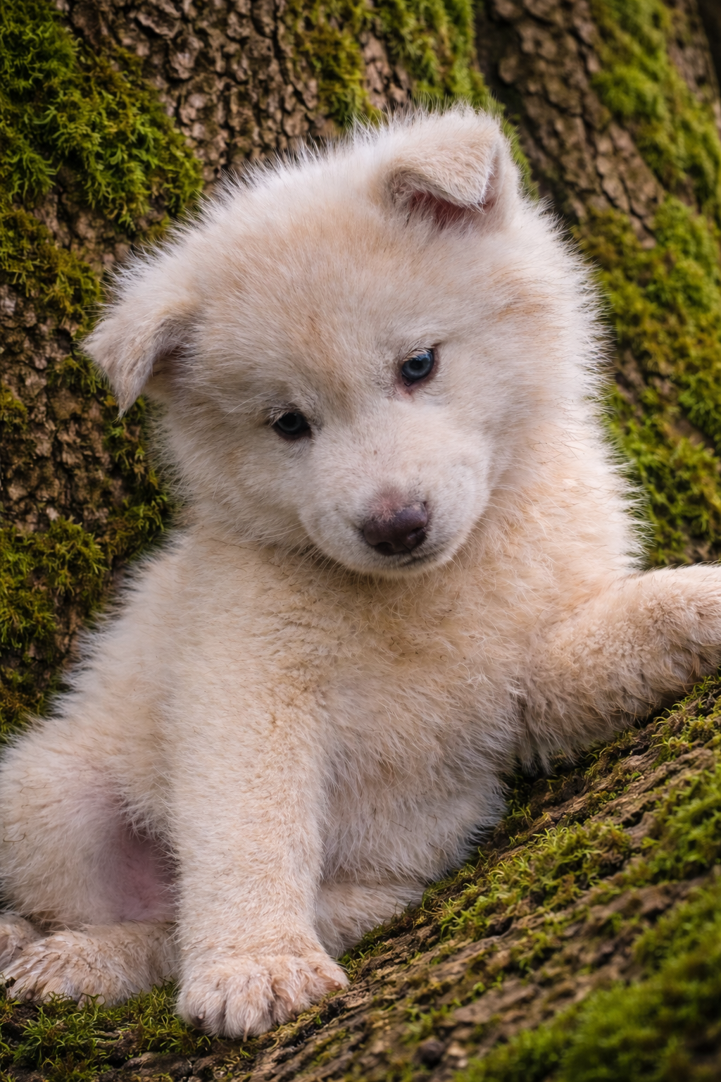 Chiot husky sibérien lof  cinquième