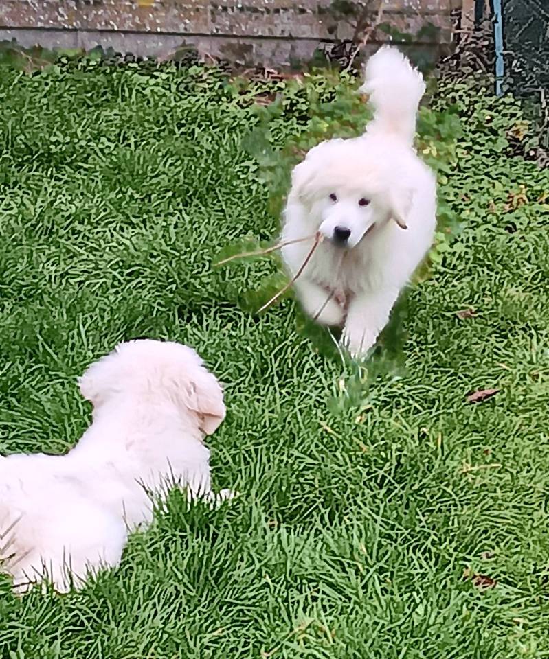 Chiots berger de podhale