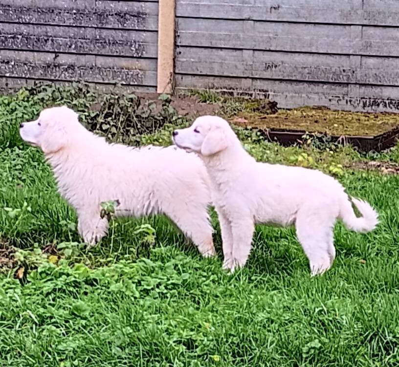 Chiots berger de podhale huitième