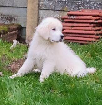 Chiots berger de podhale septième