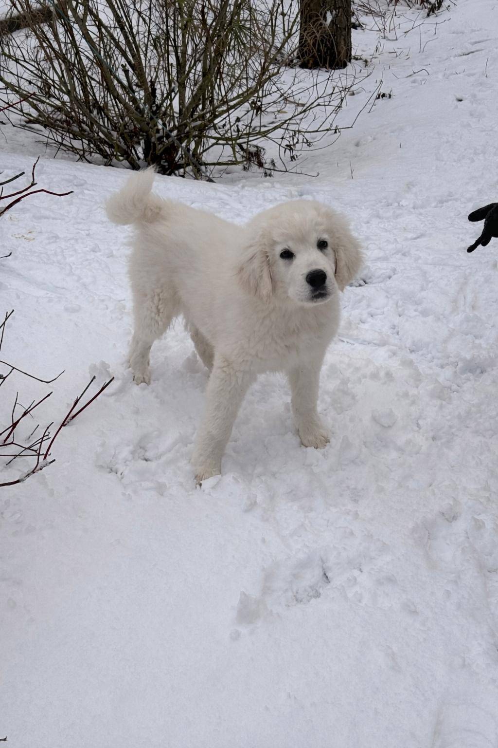 Chiots berger de podhale septième