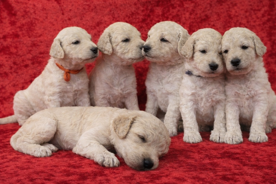 Chiot grand caniche blanc à reserver