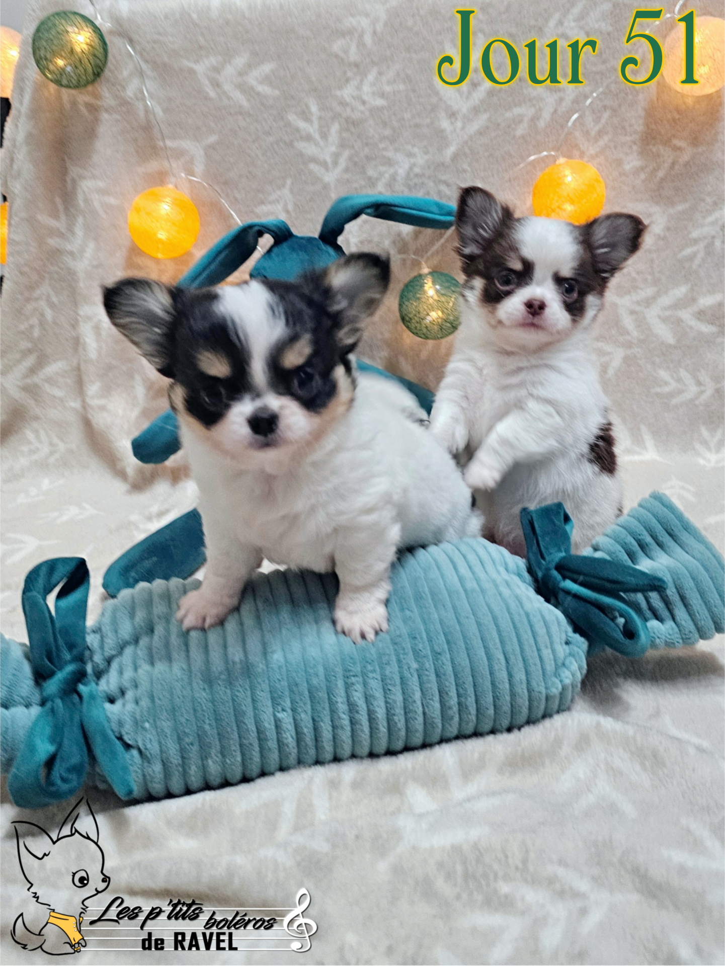 2 chihuahuas mâles neuvième