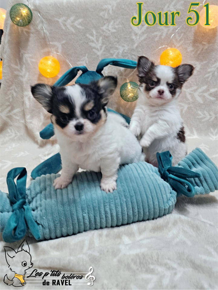 2 chihuahuas mâles