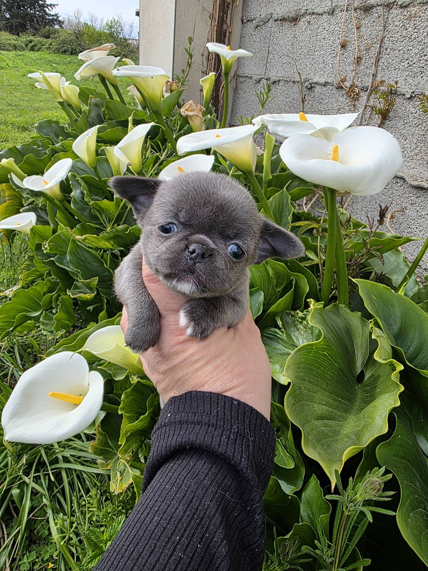 A réserver chiots chihuahua mâle  neuvième