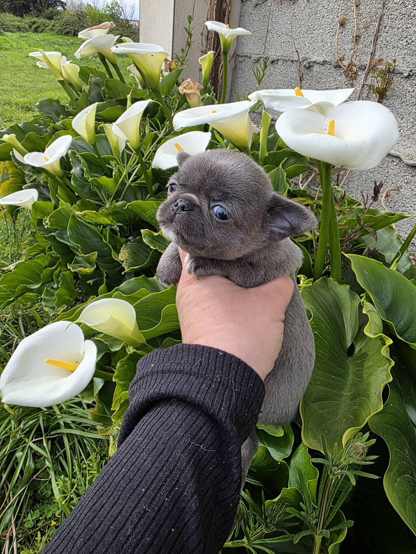 A réserver chiots chihuahua mâle  sixième