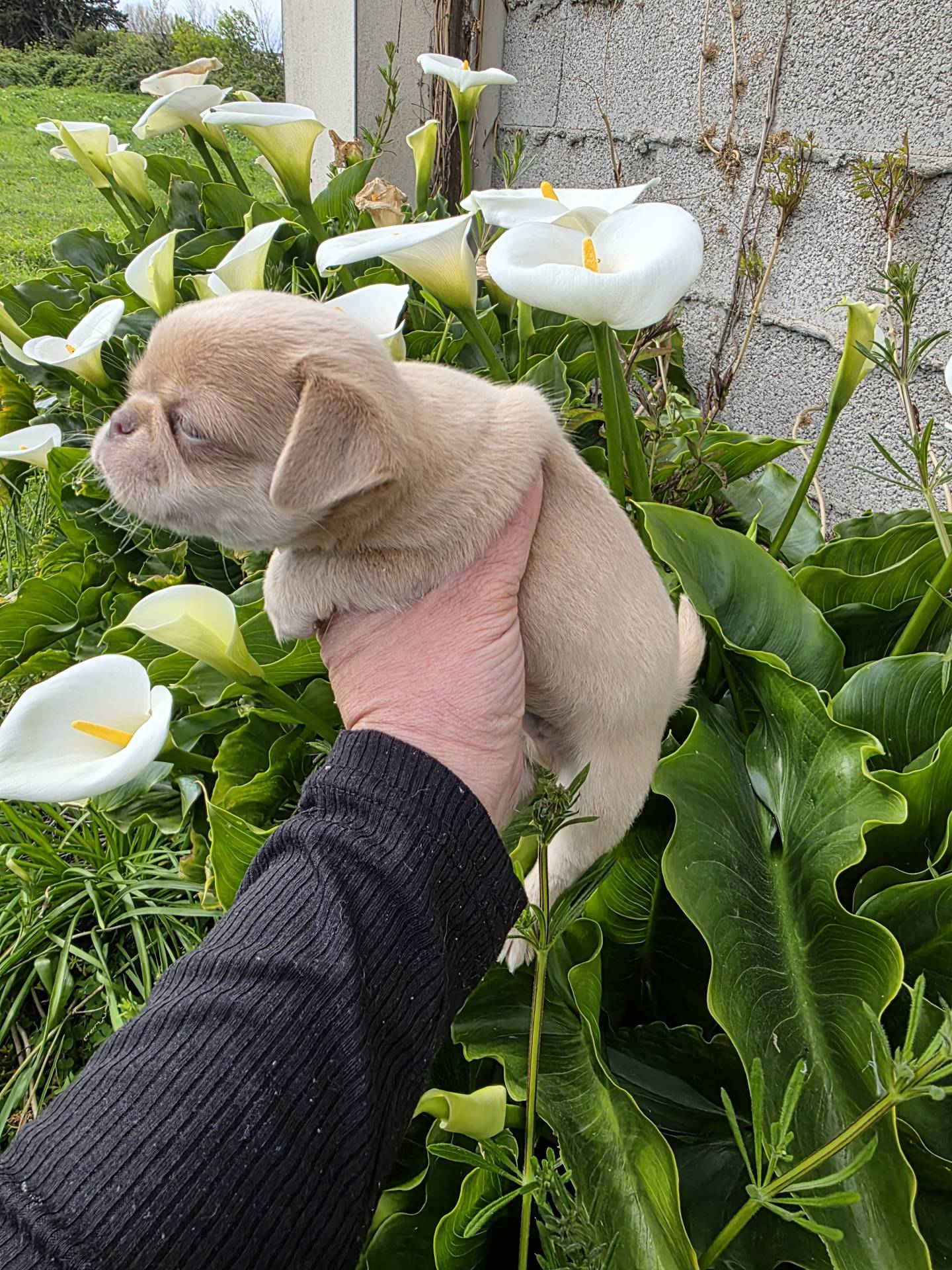 A réserver chiots chihuahua mâle  cinquième
