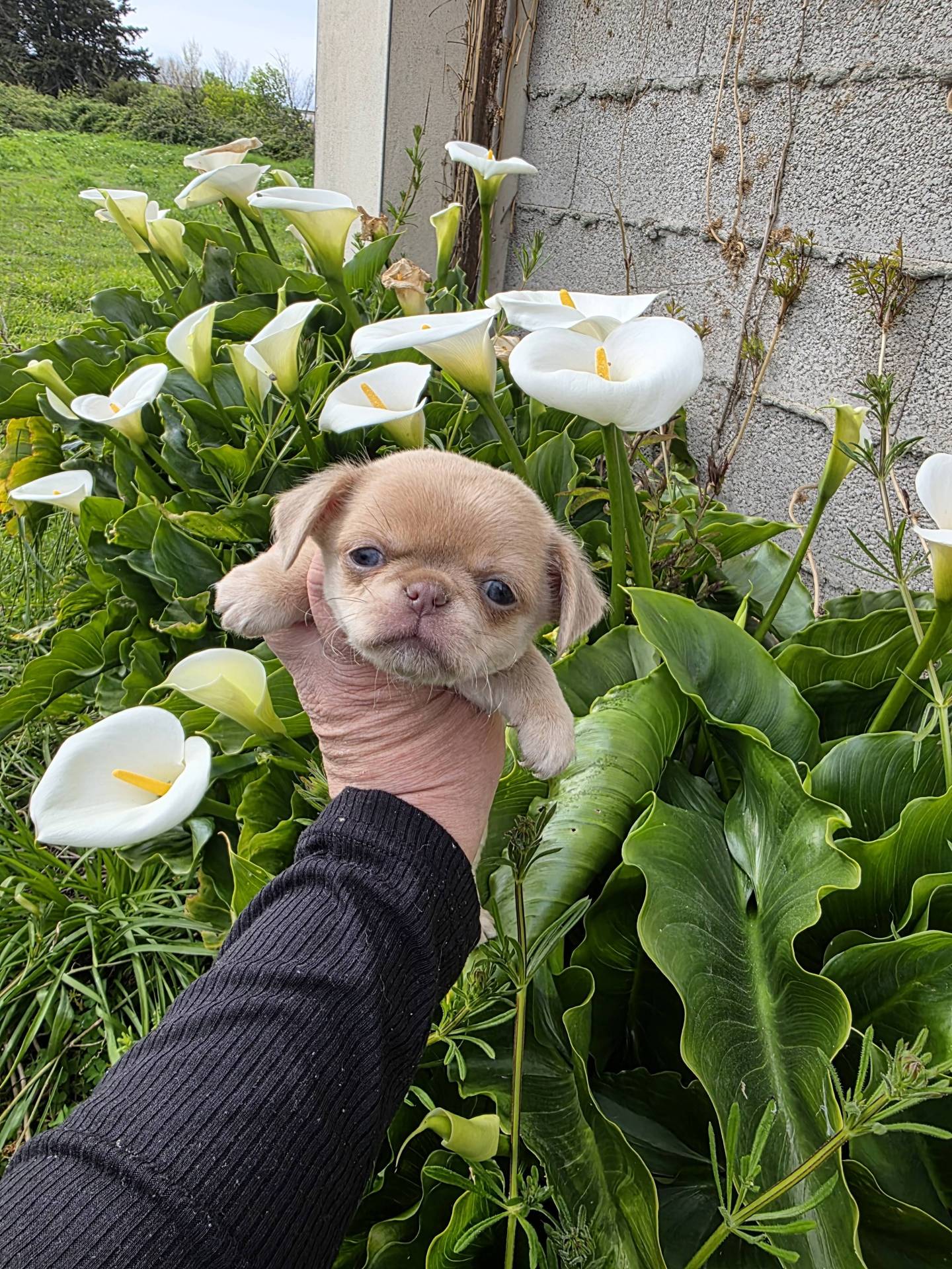 A réserver chiots chihuahua mâle  cinquième