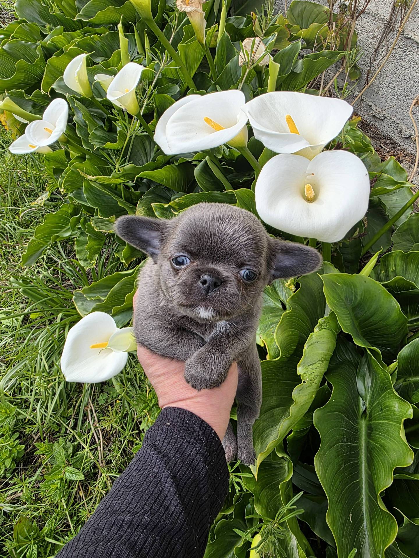 A réserver chiots chihuahua mâle  sixième