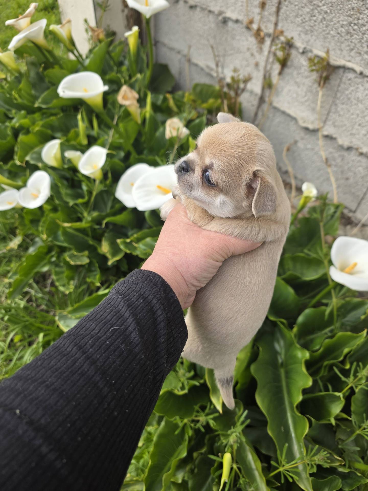 A réserver chiots chihuahua mâle  première