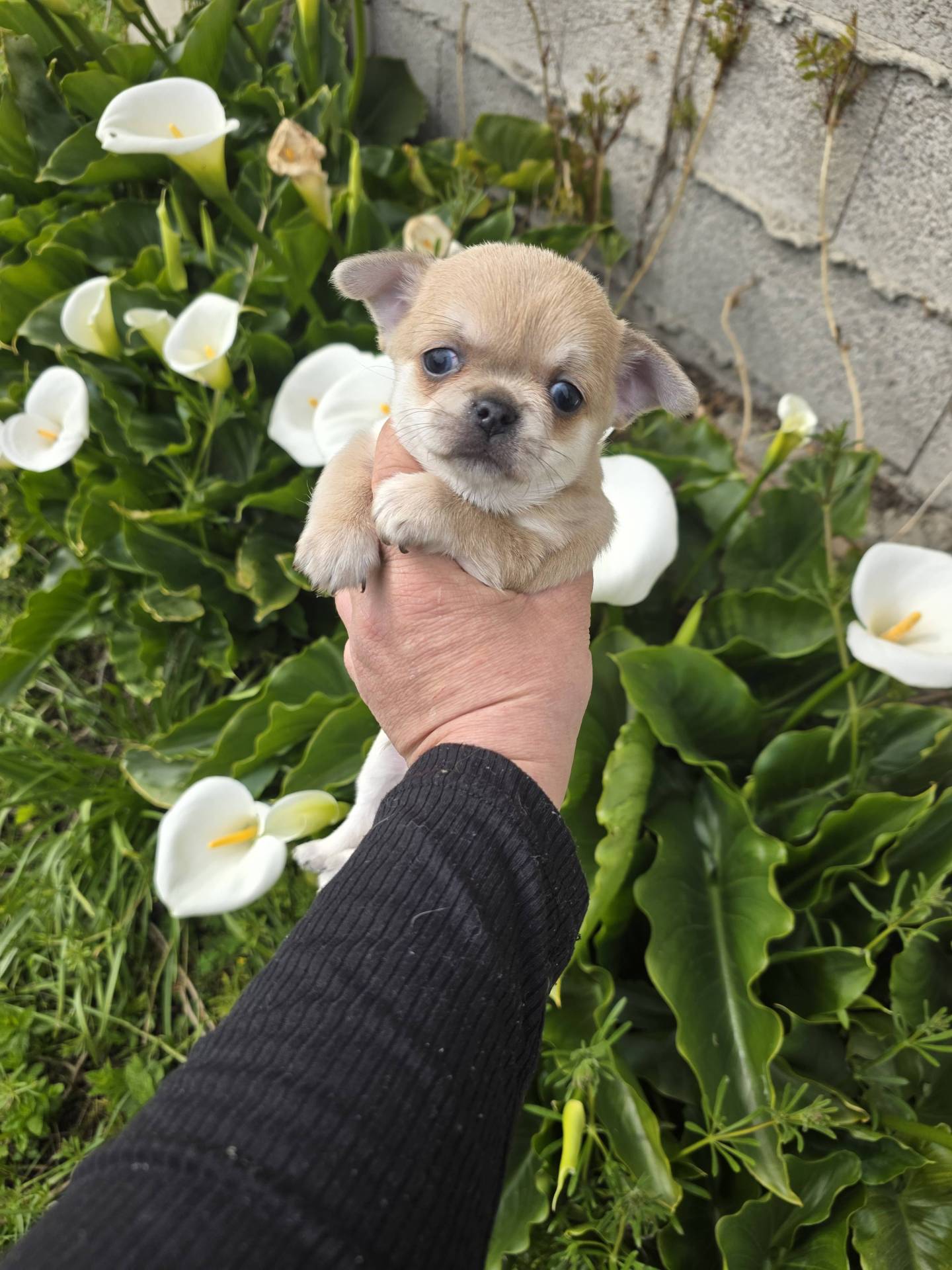 A réserver chiots chihuahua mâle  huitième