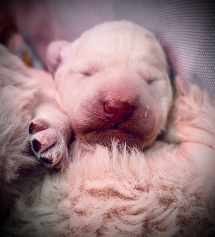 Chiot grand caniche 