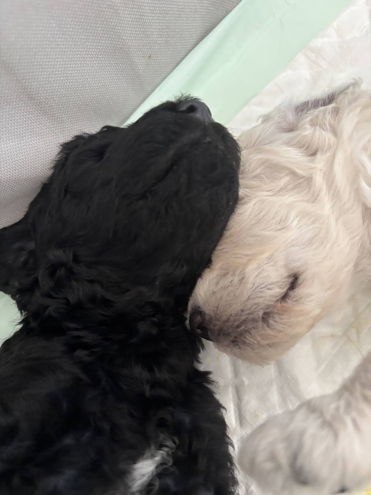 Chiot grand caniche  deuxième