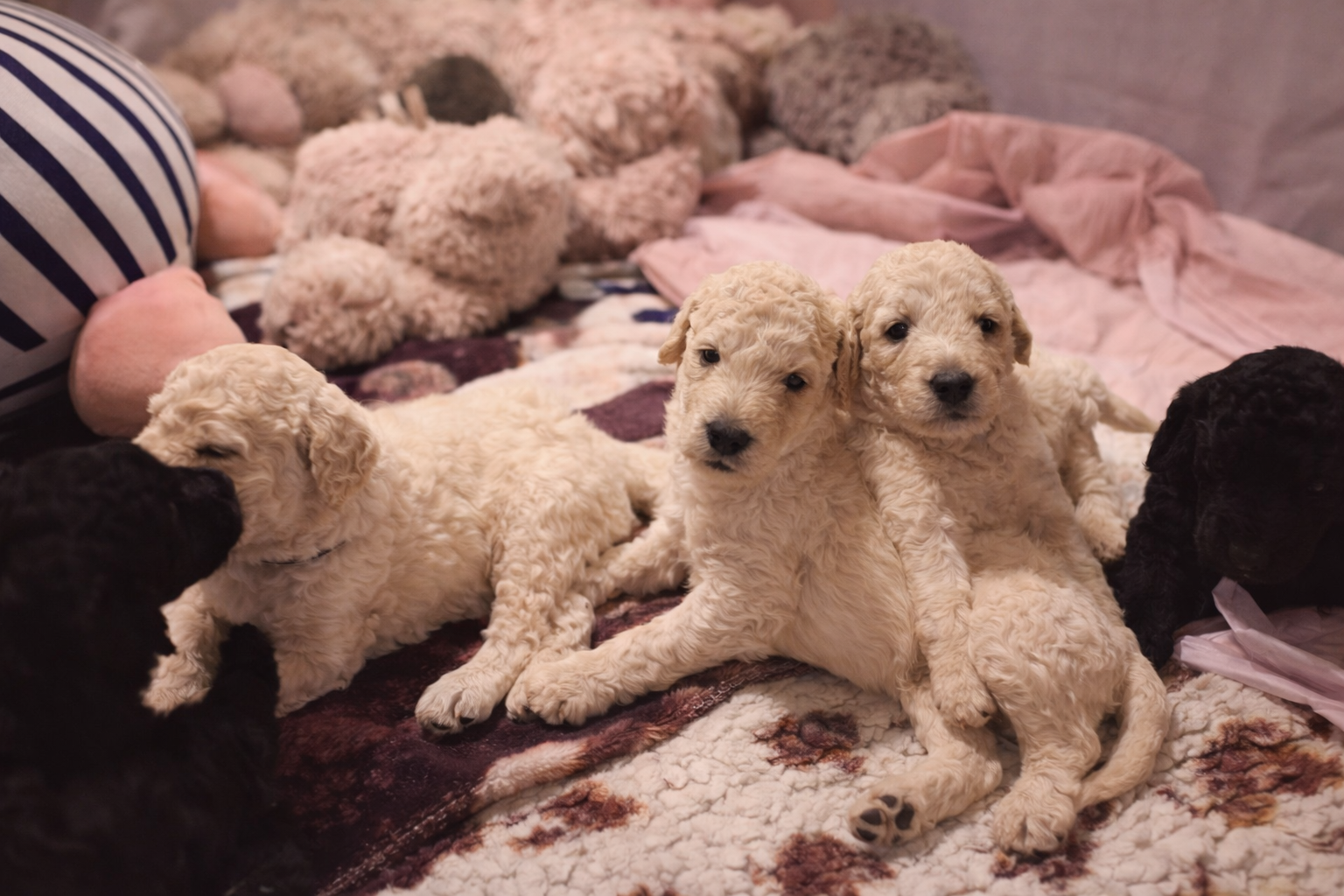 Chiot grand caniche  neuvième