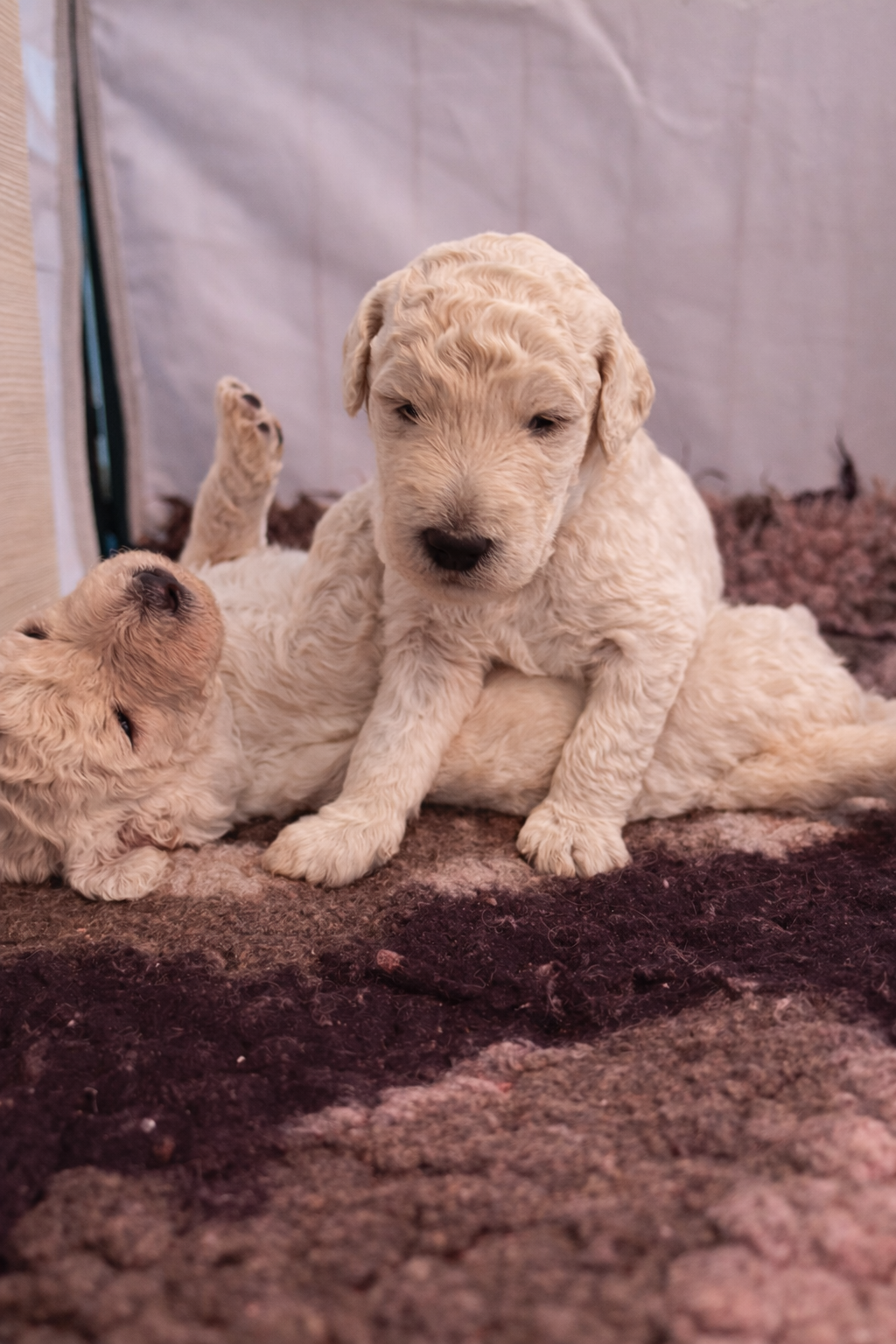 Chiot grand caniche  première