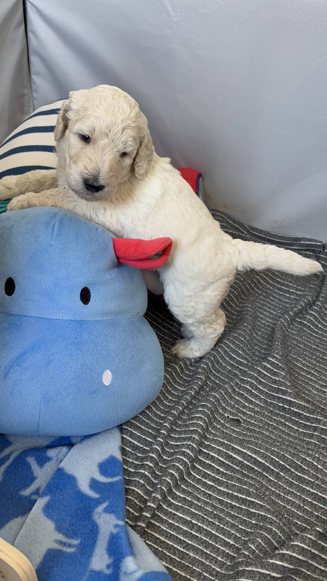 Chiot grand caniche  deuxième