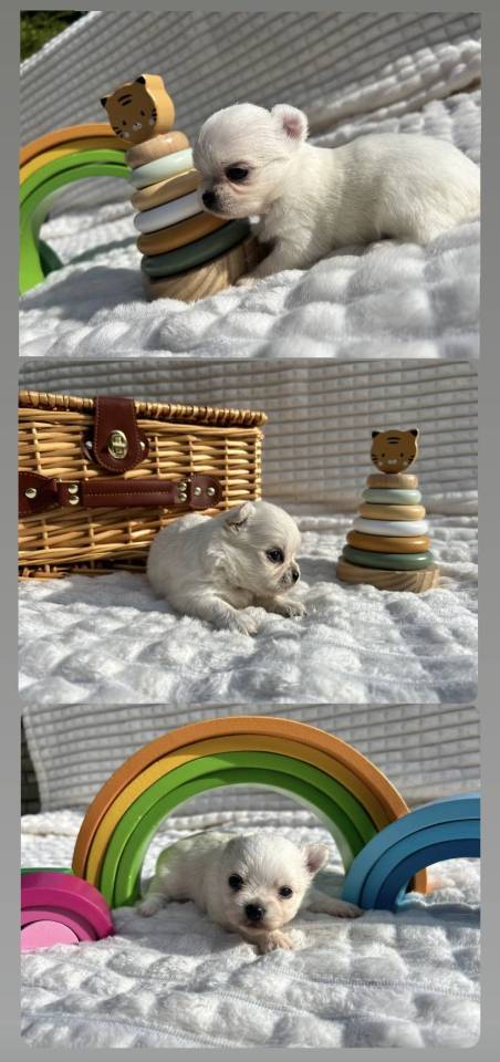 Chihuahuas disponibles