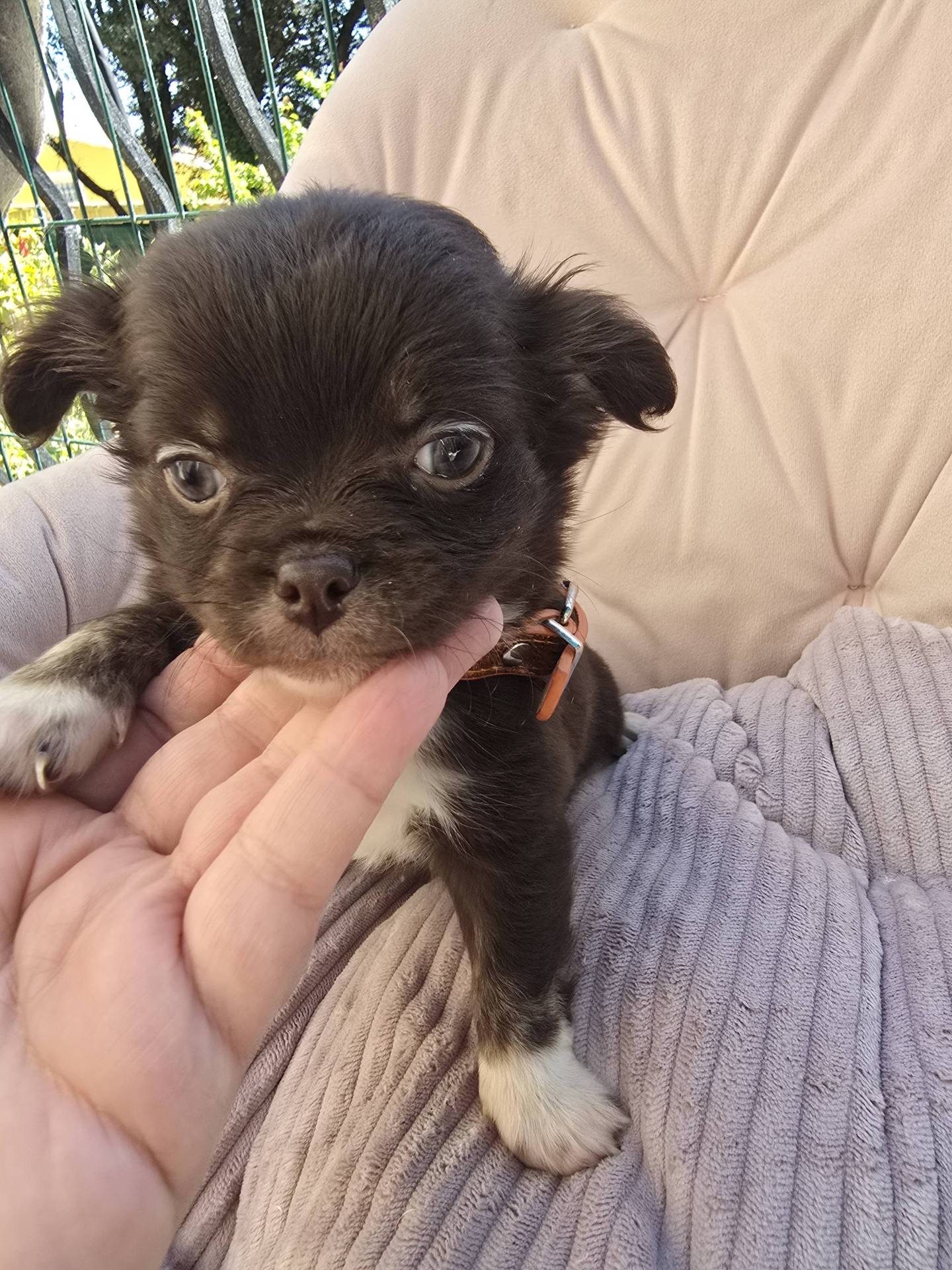 Chihuahua mâles  huitième