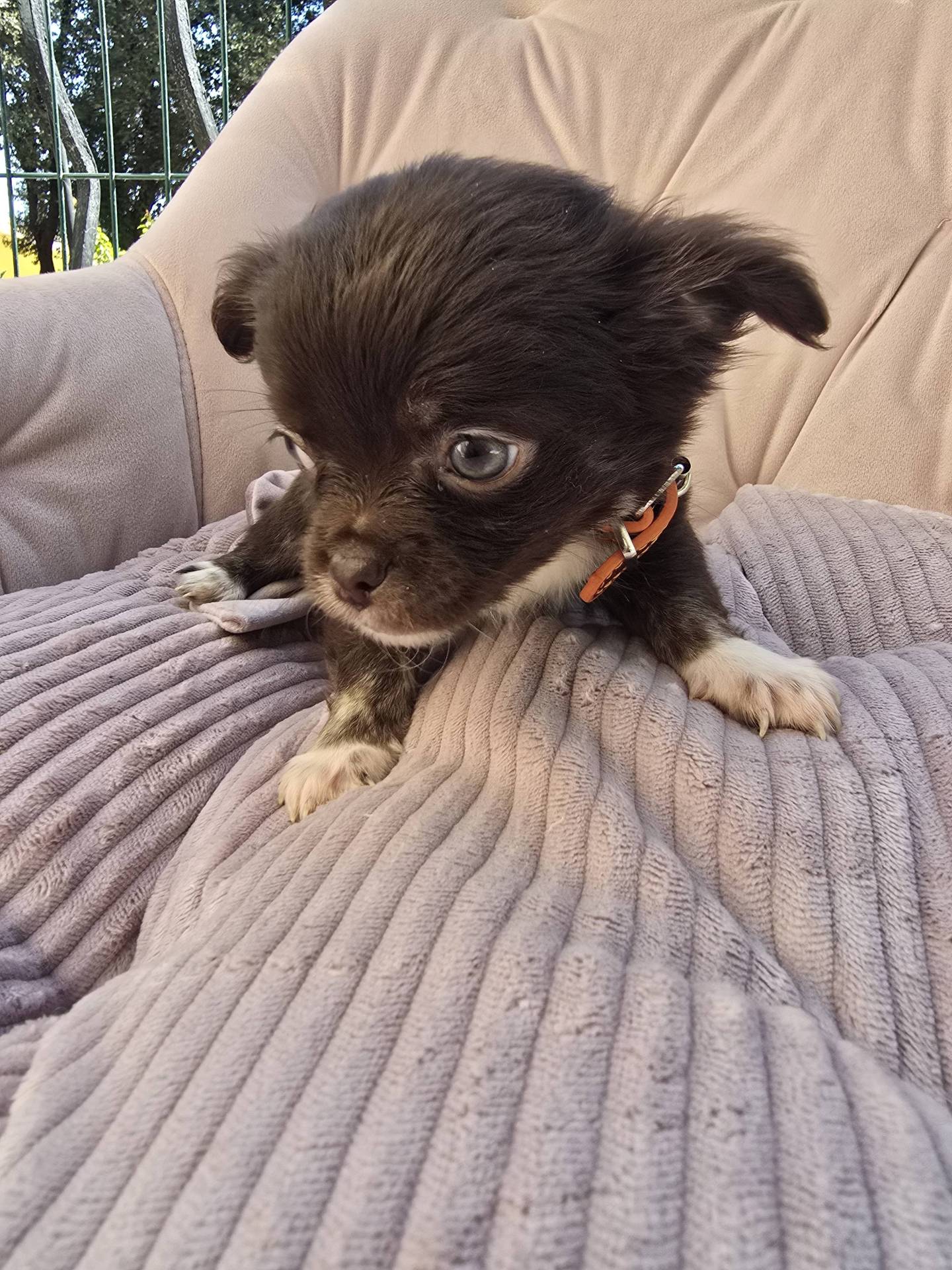 Chihuahua mâles  septième