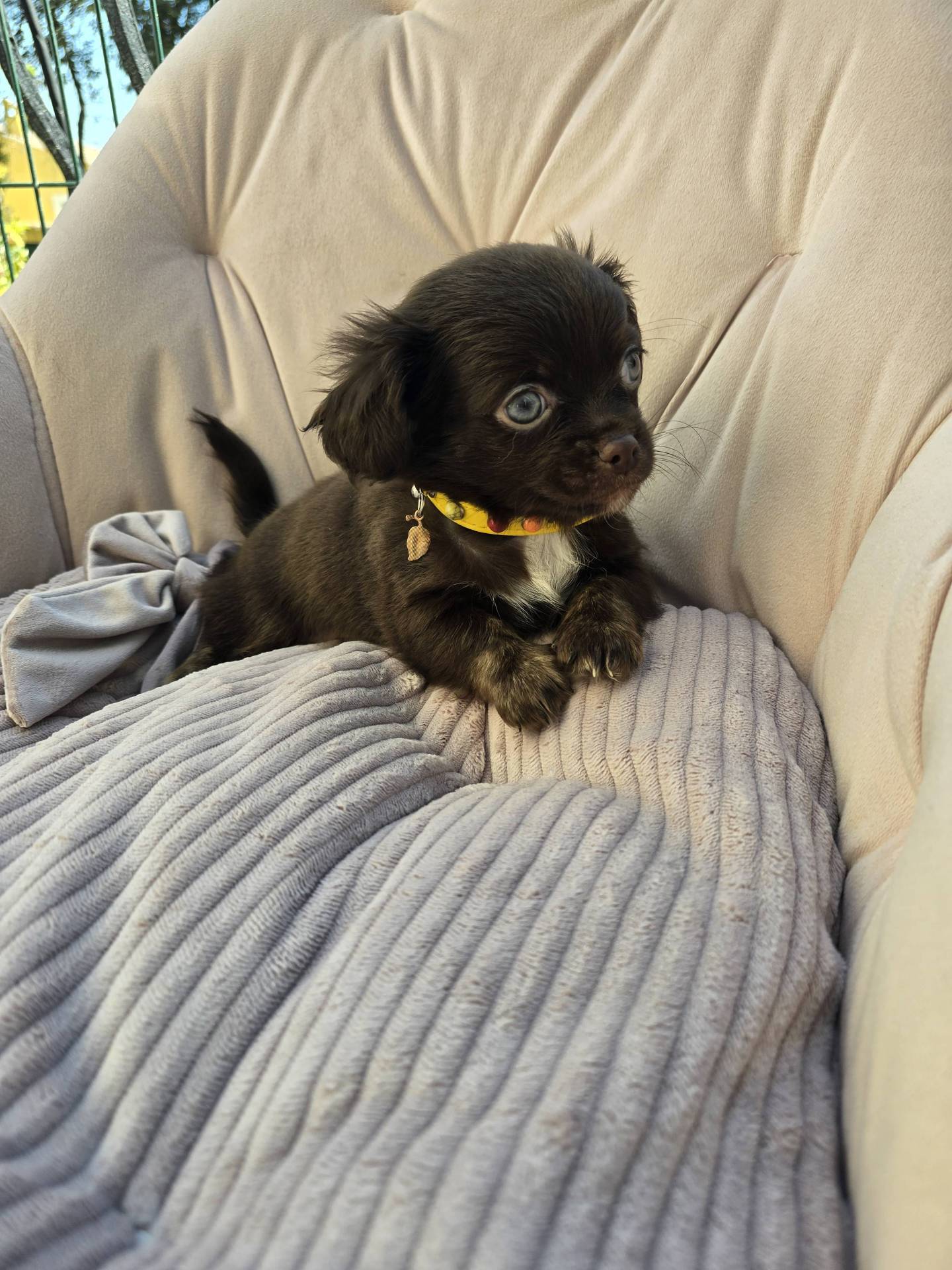 Chihuahua mâles  huitième