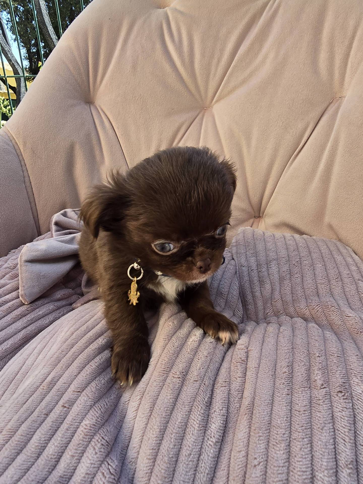 Chihuahua mâles  septième