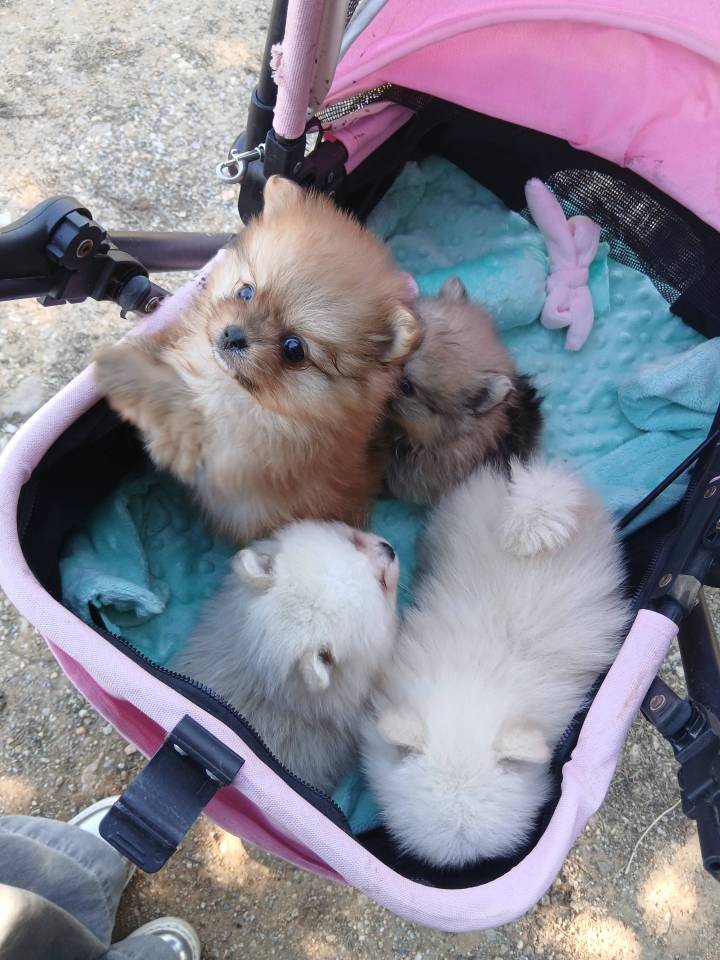 Spitz naine pomeranien orangé 