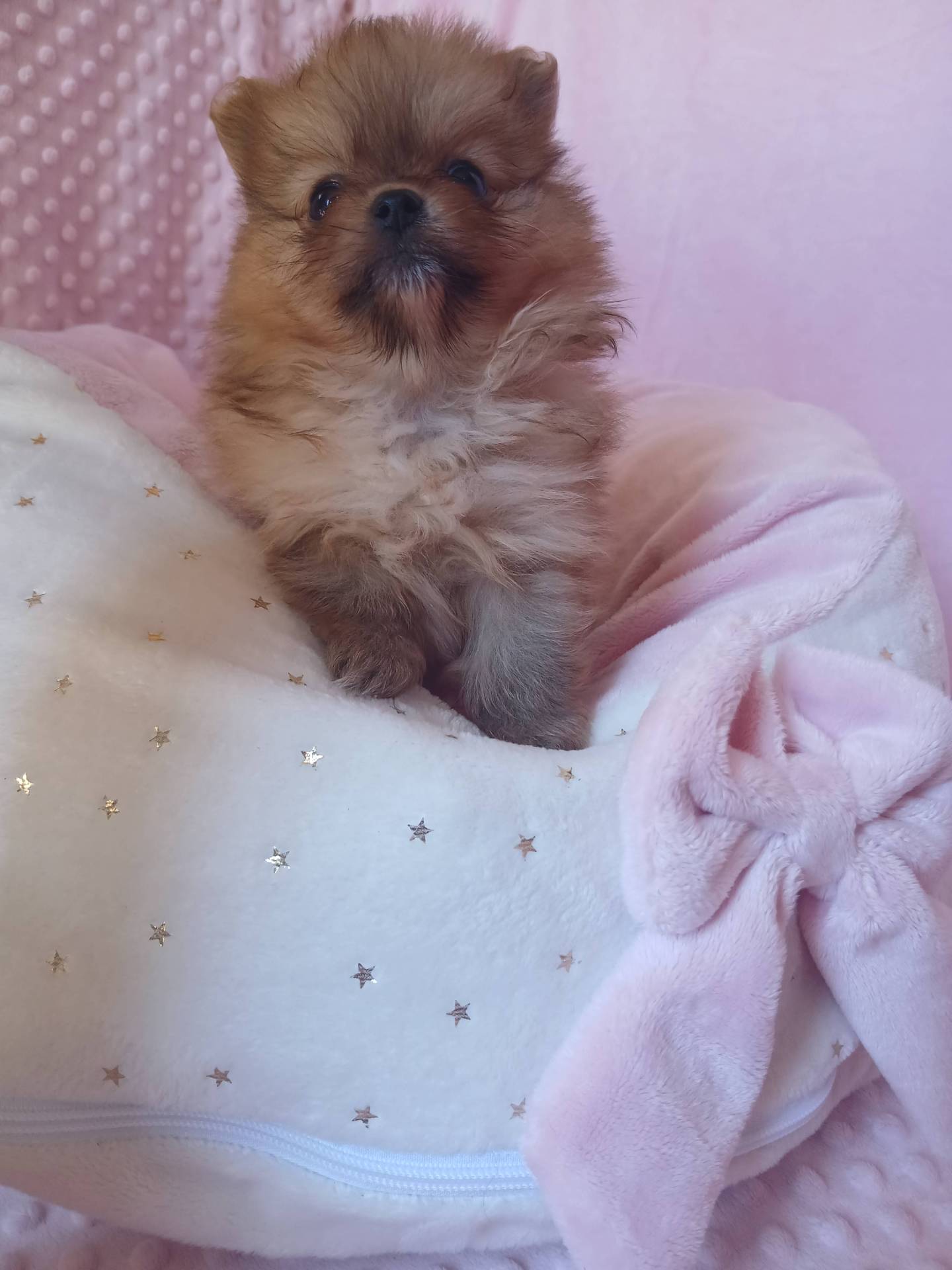 Spitz naine pomeranien orangé  sixième