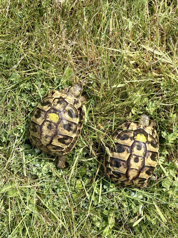 Cède Testudo Boettgeri 