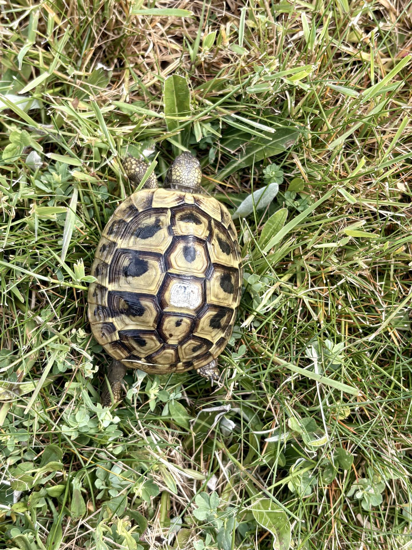 Cède Testudo Boettgeri  cinquième