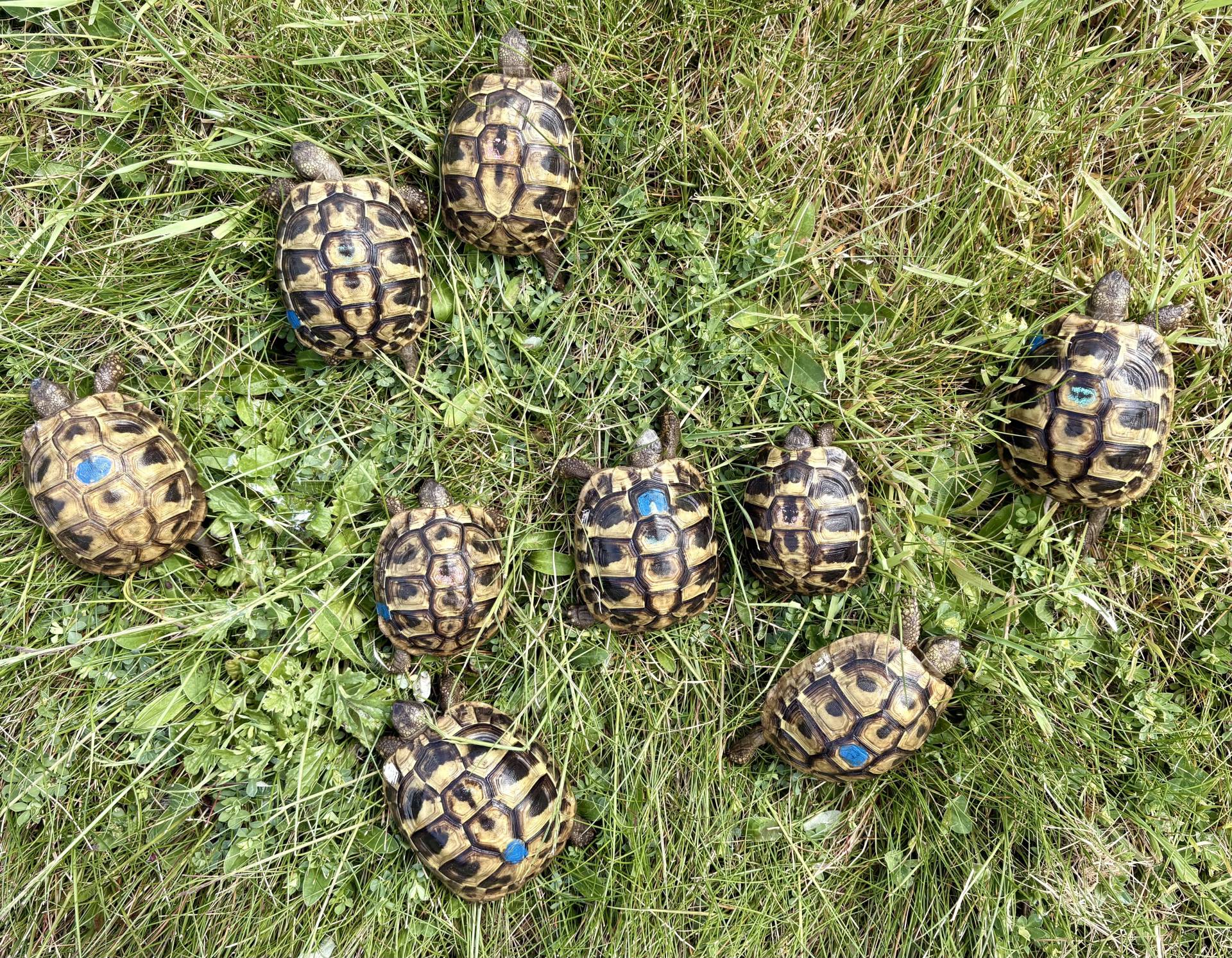 Cède Testudo Boettgeri  quatrième