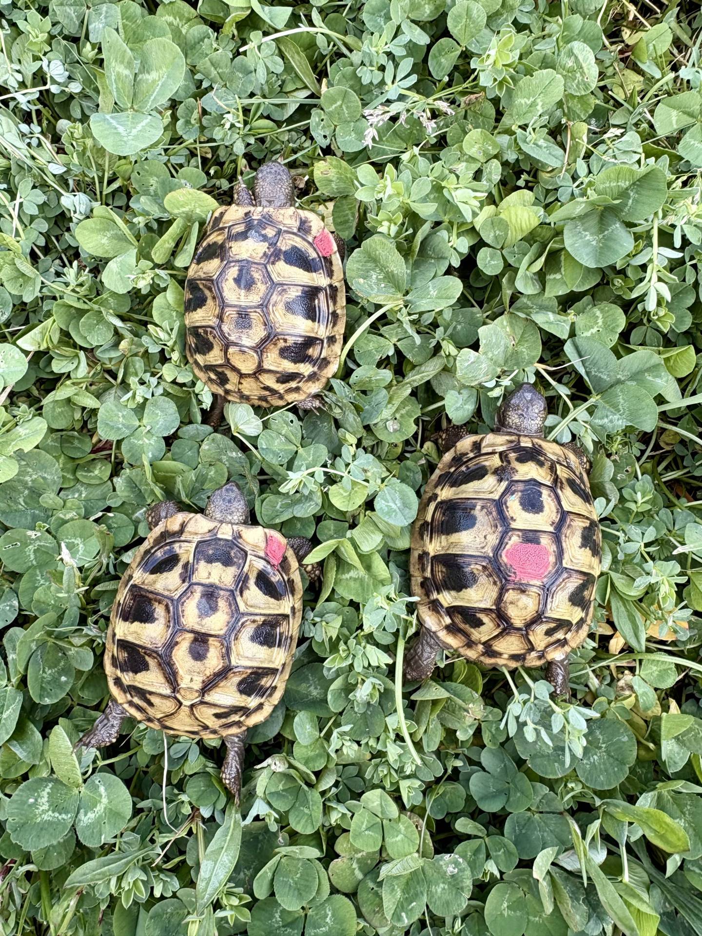 Cède Testudo Boettgeri  sixième