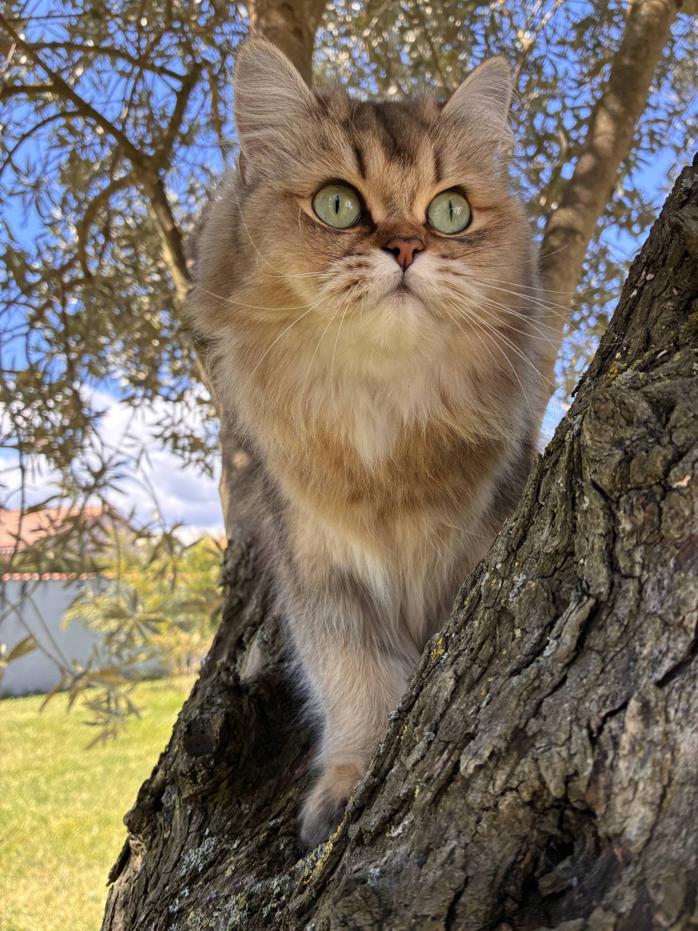Portée chatons british à venir huitième