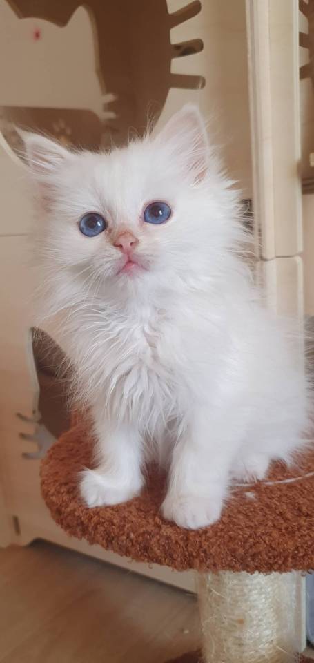 Chaton sacré de Birmanie 