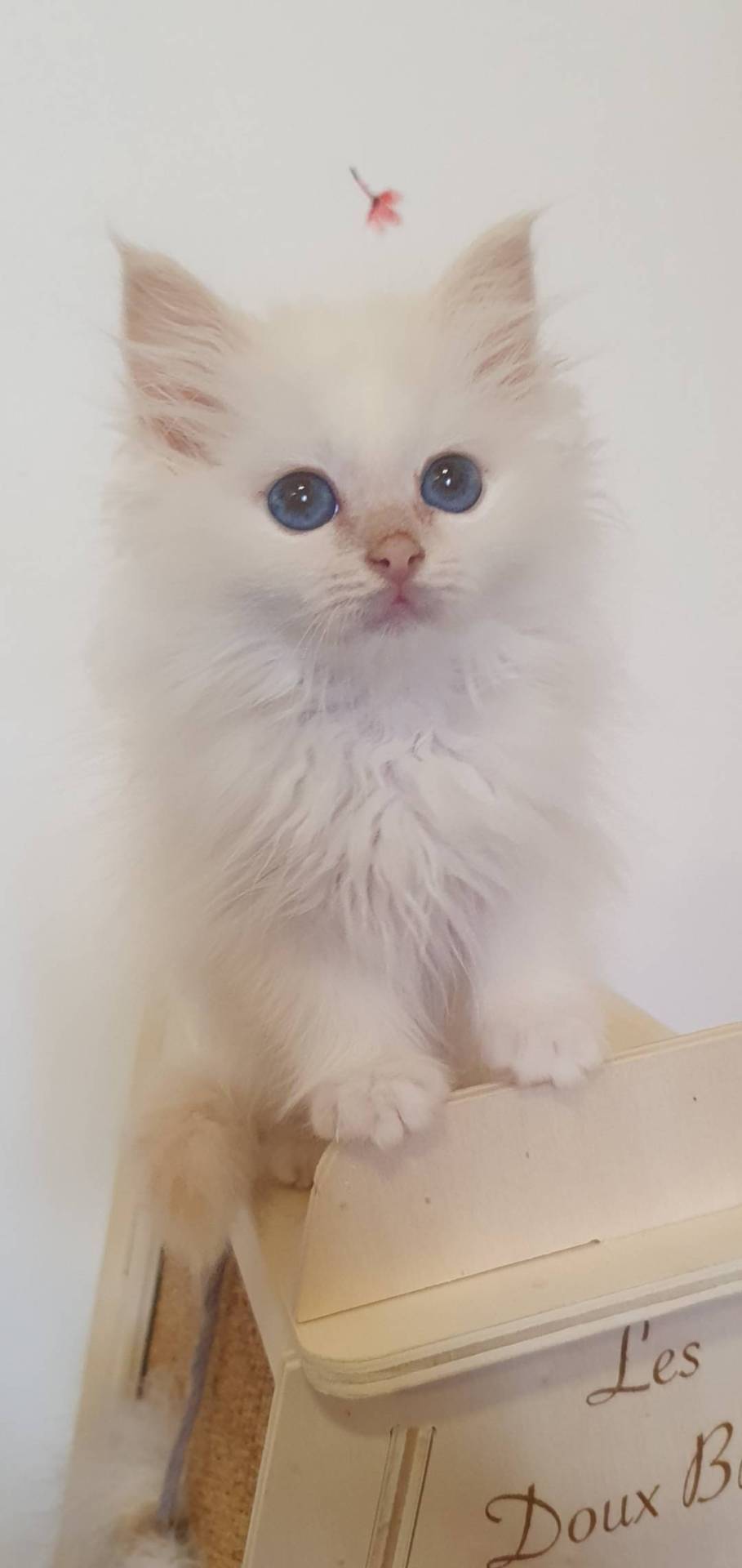 Chaton sacré de Birmanie  neuvième