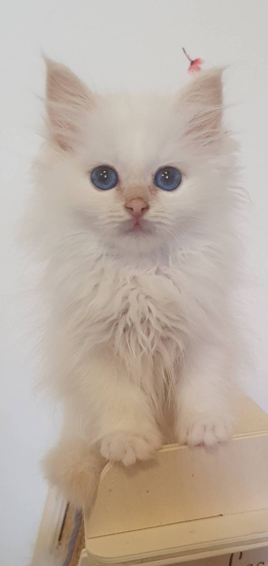 Chaton sacré de Birmanie  première