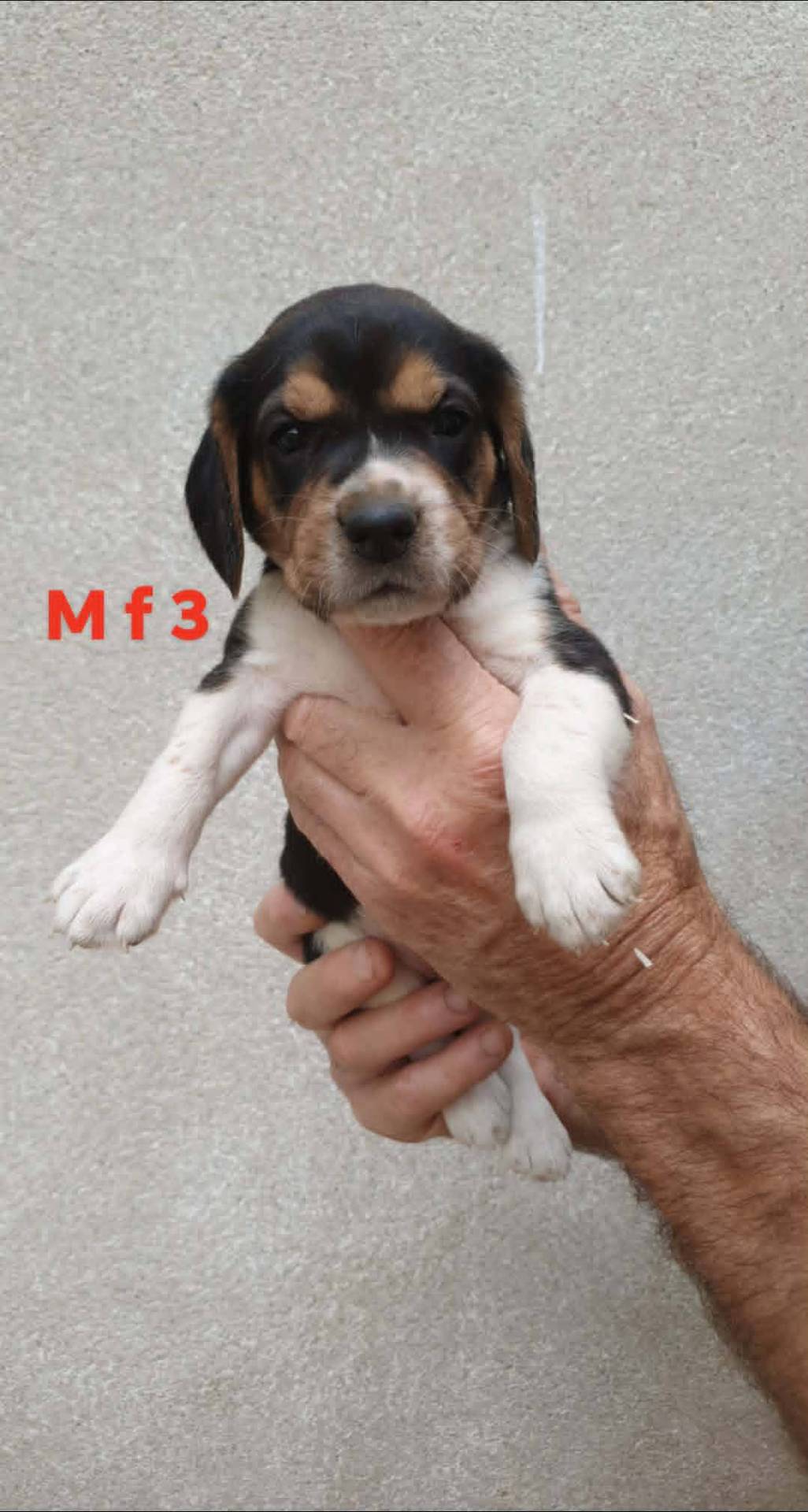 Chiots beagle  huitième