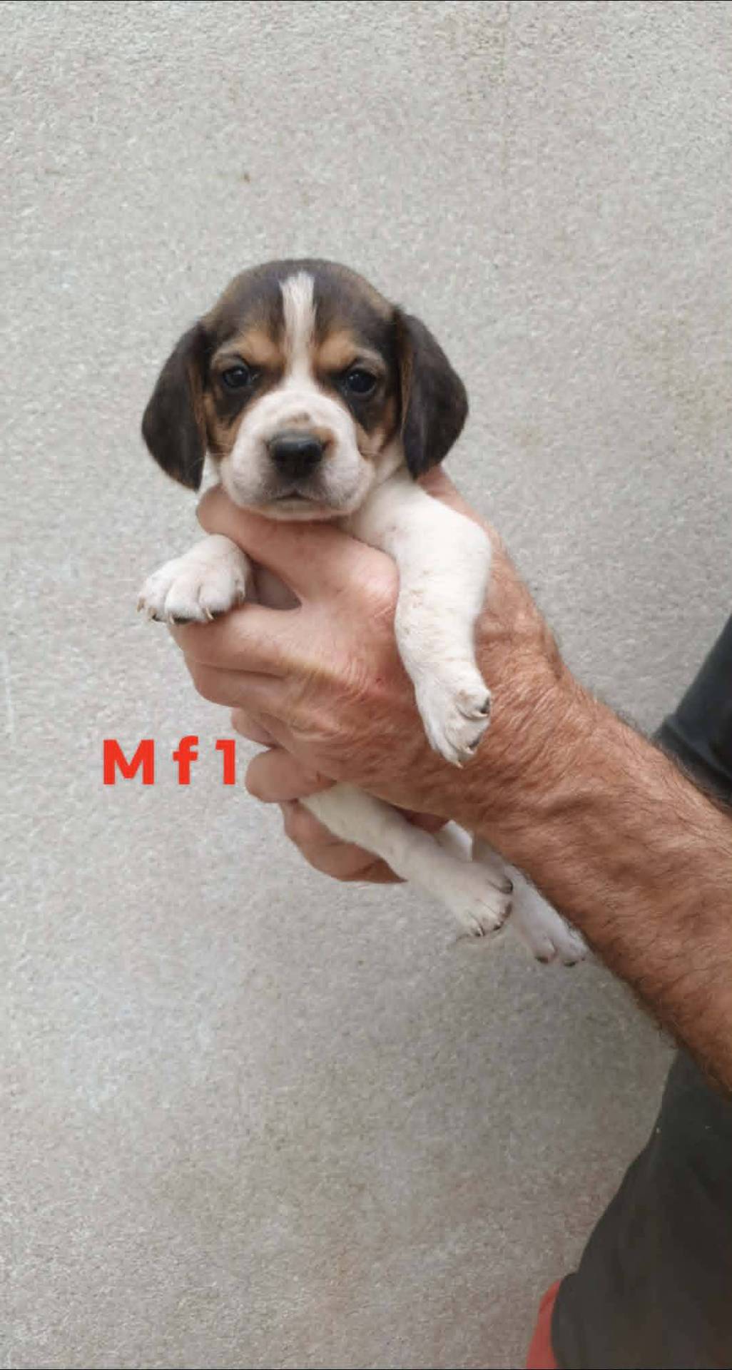 Chiots beagle  troisième