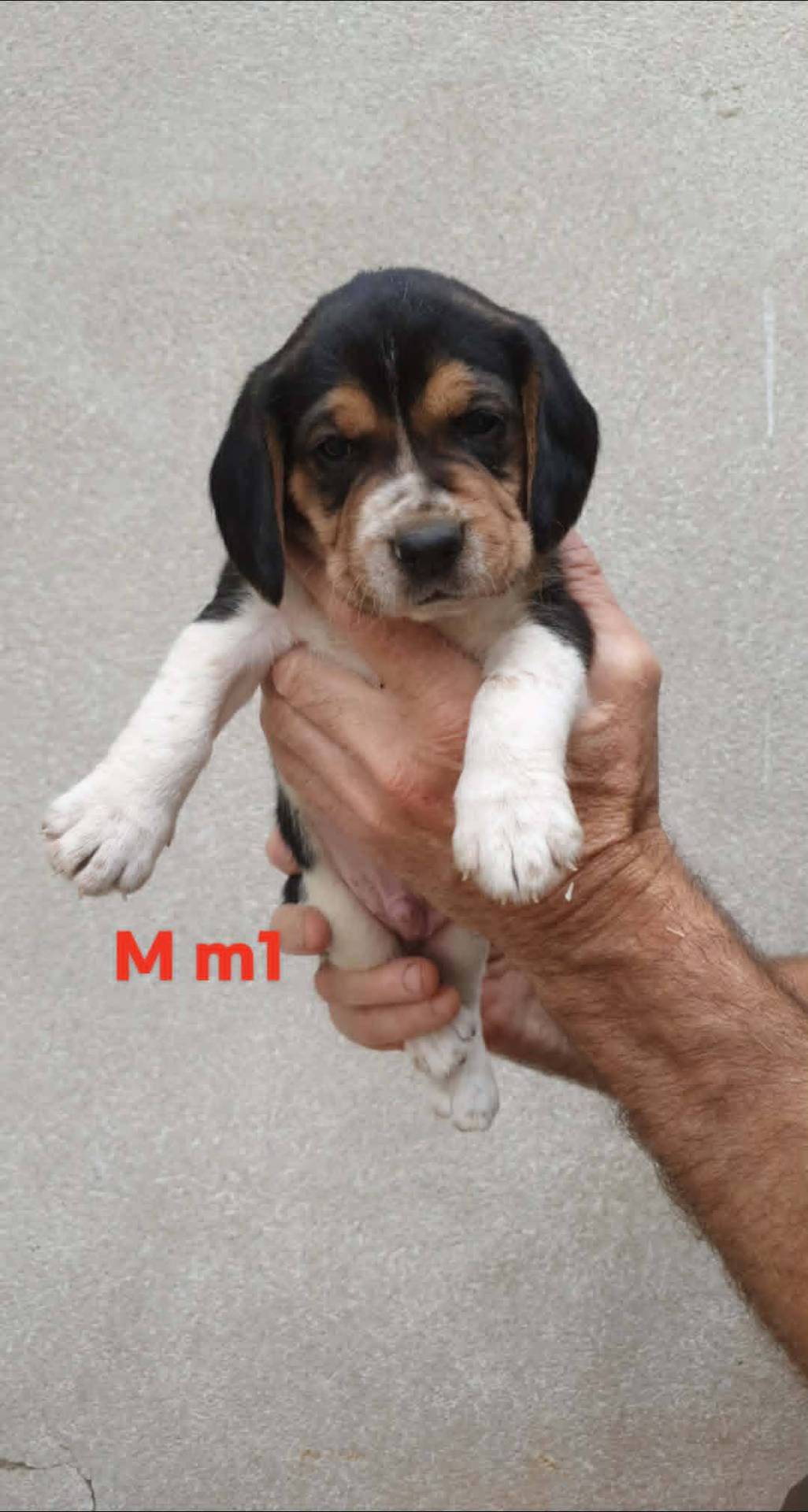 Chiots beagle  septième