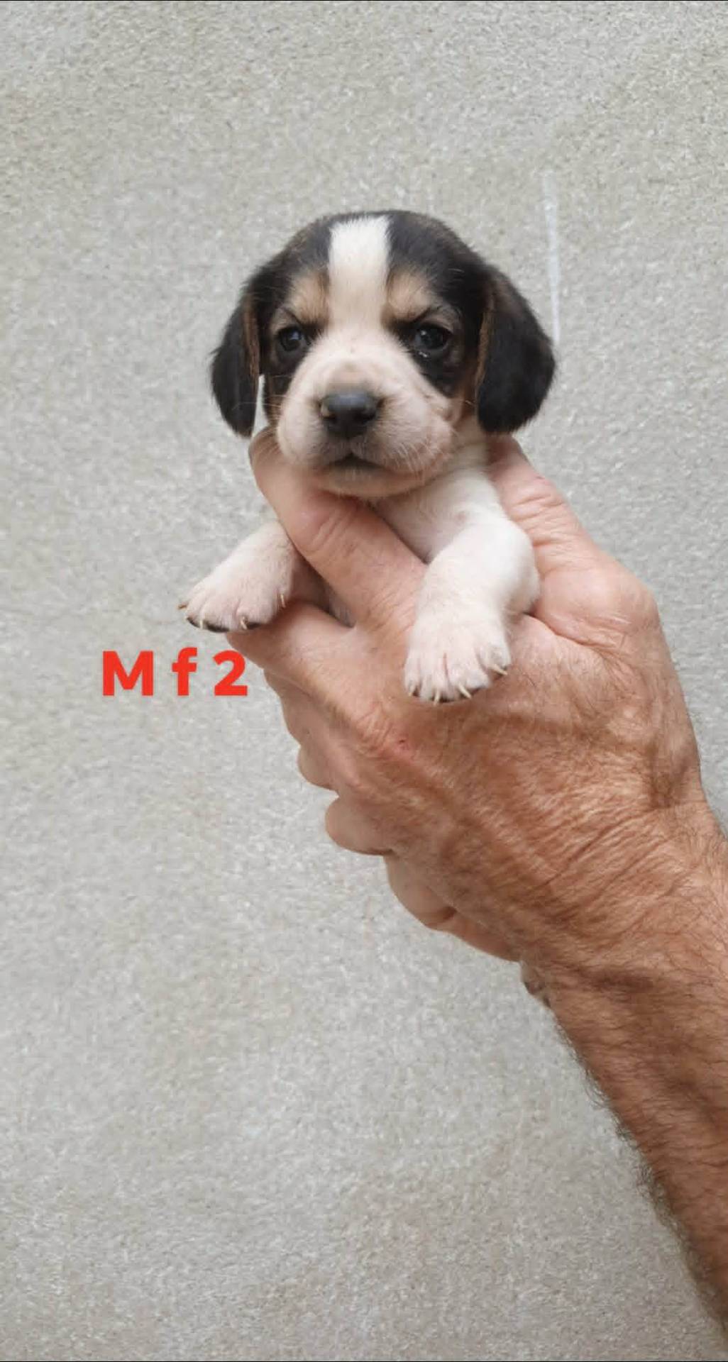 Chiots beagle  deuxième
