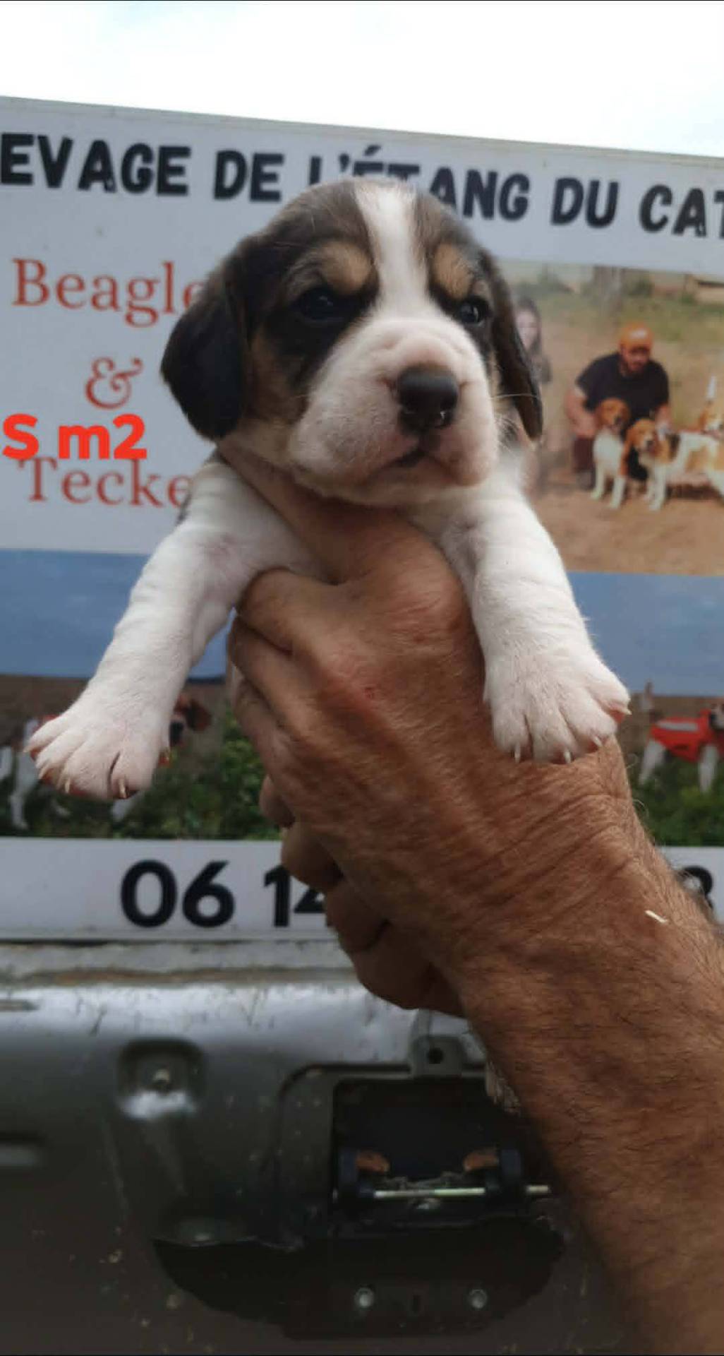 Chiots beagle lof troisième