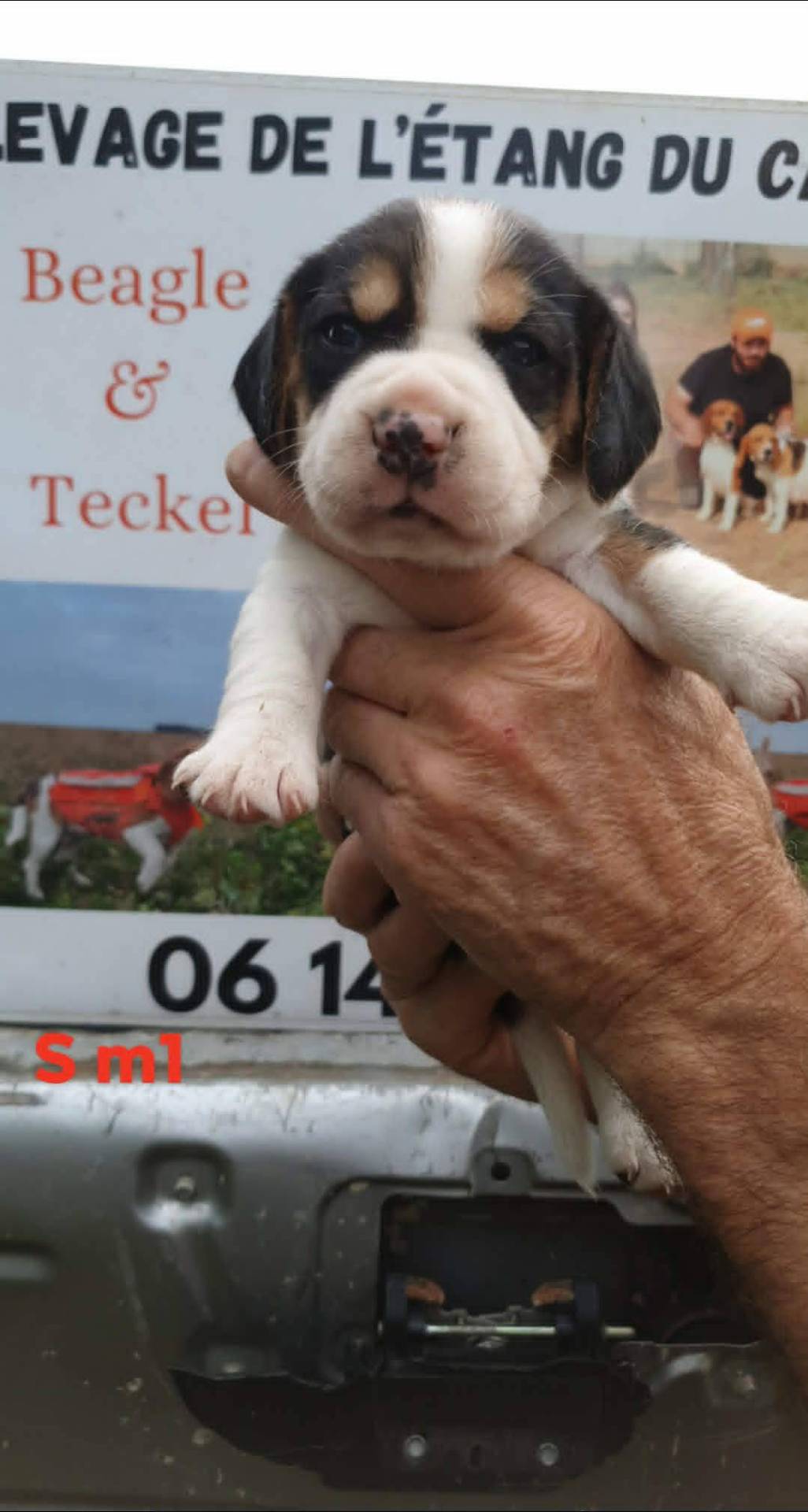 Chiots beagle lof septième