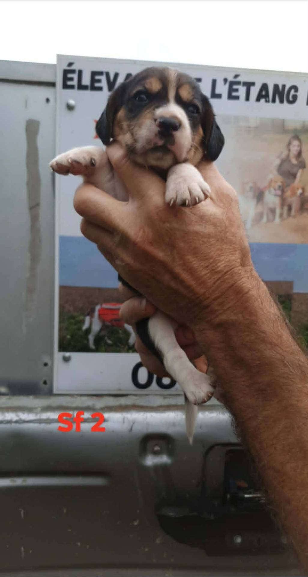 Chiots beagle lof quatrième