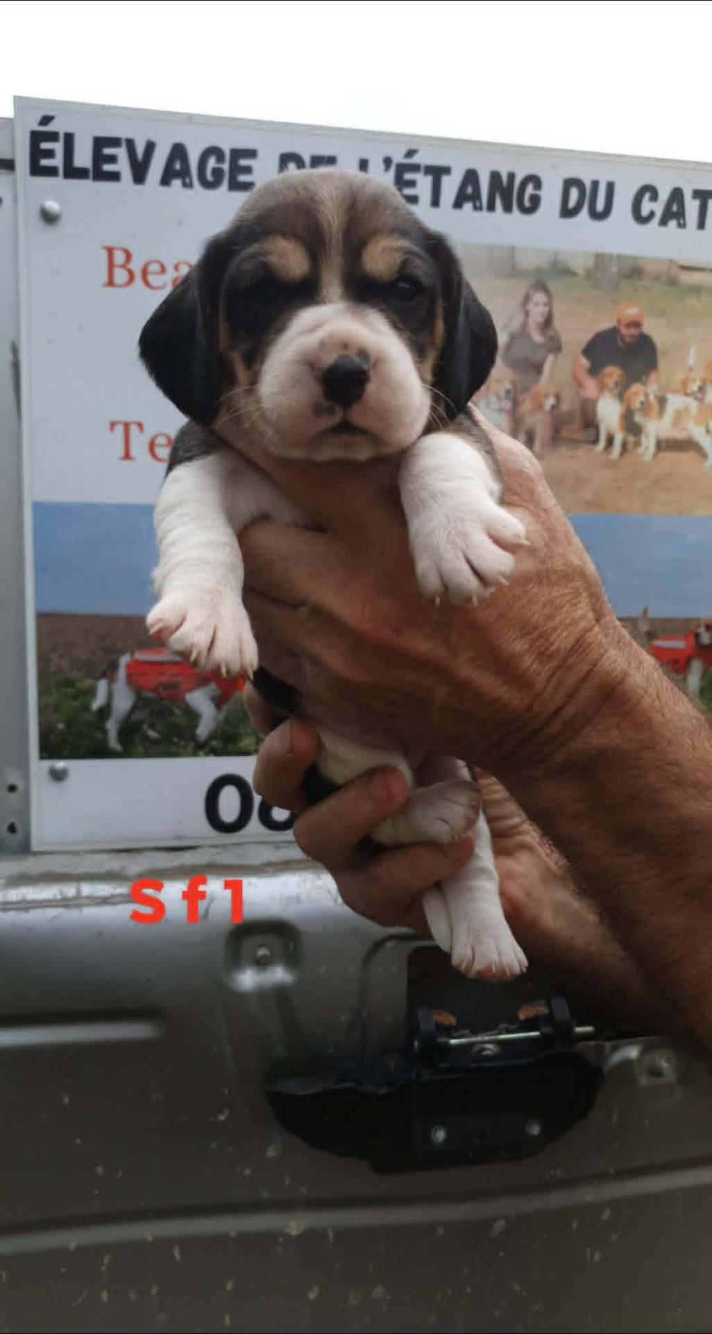 Chiots beagle lof troisième