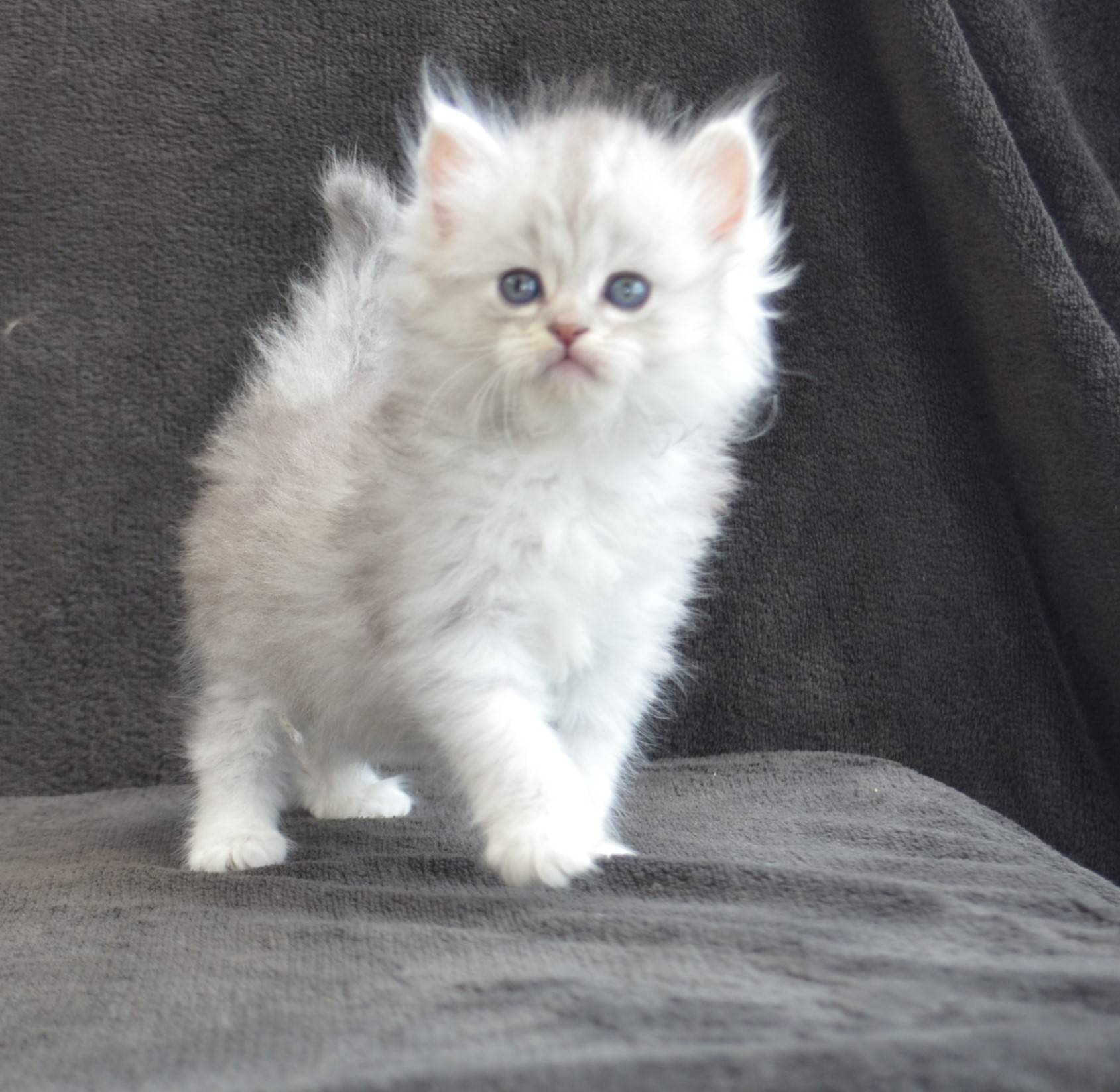 Chatons Sibériens Traditionnels disponibles première